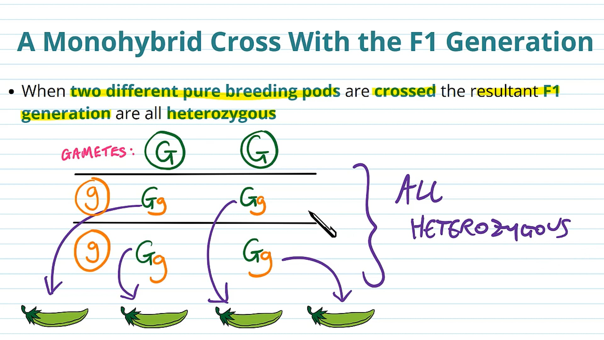Monohybrid Crosses