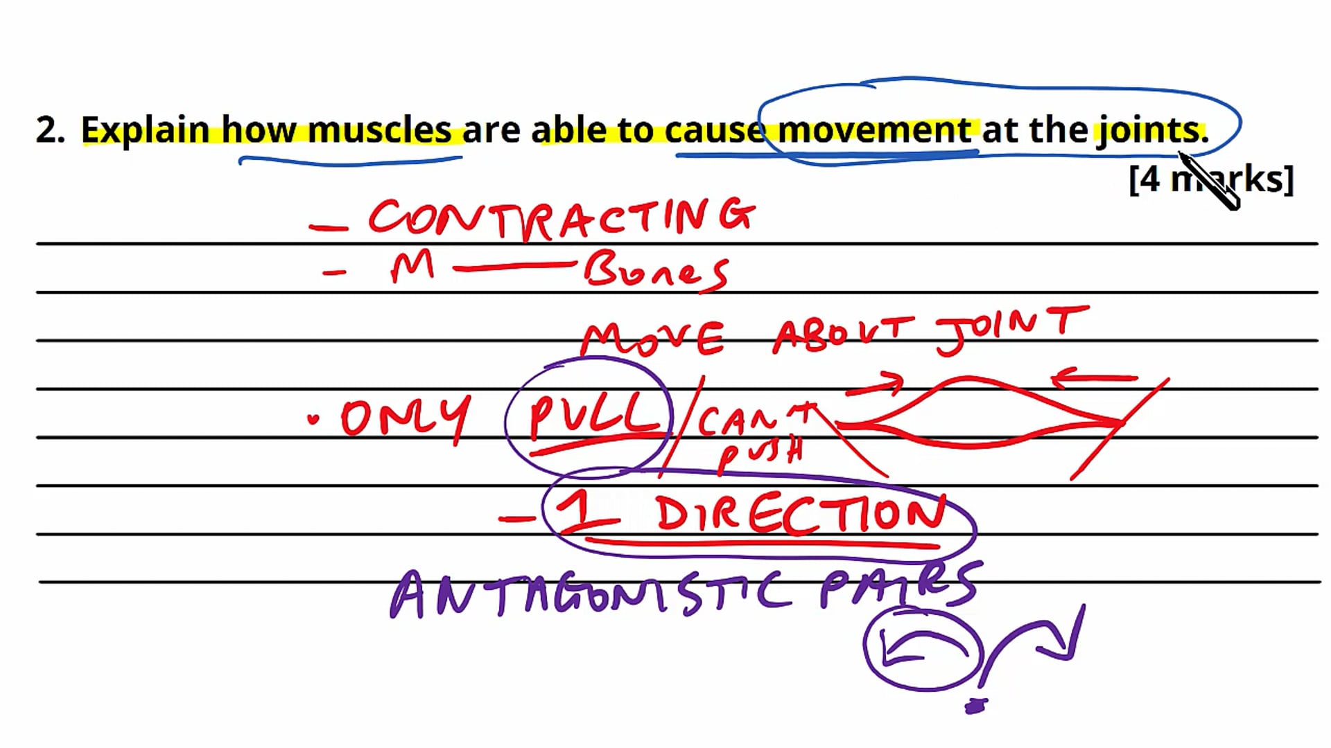 Muscle Structure and Function Exam Question