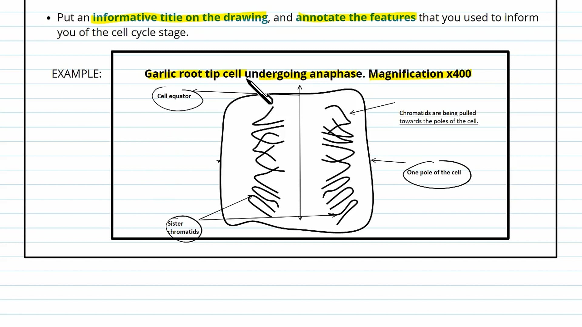 Observing the Stages of Mitosis Implementation