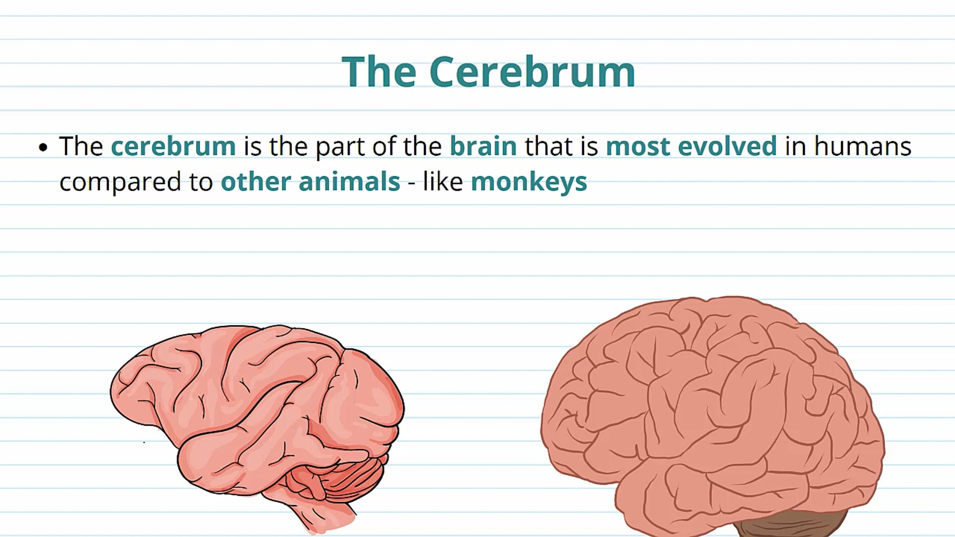 Outer Brain Structures