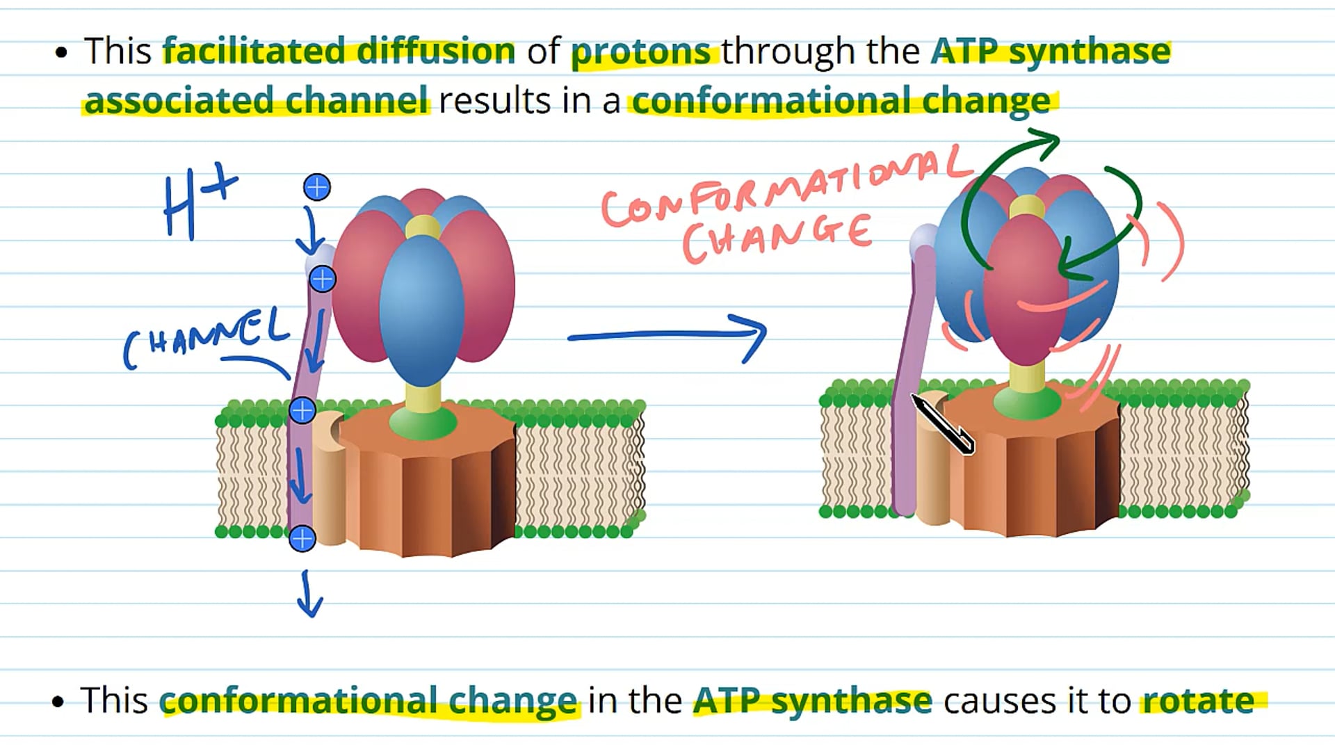 Oxidative Phosphorylation and Chemiosmosis