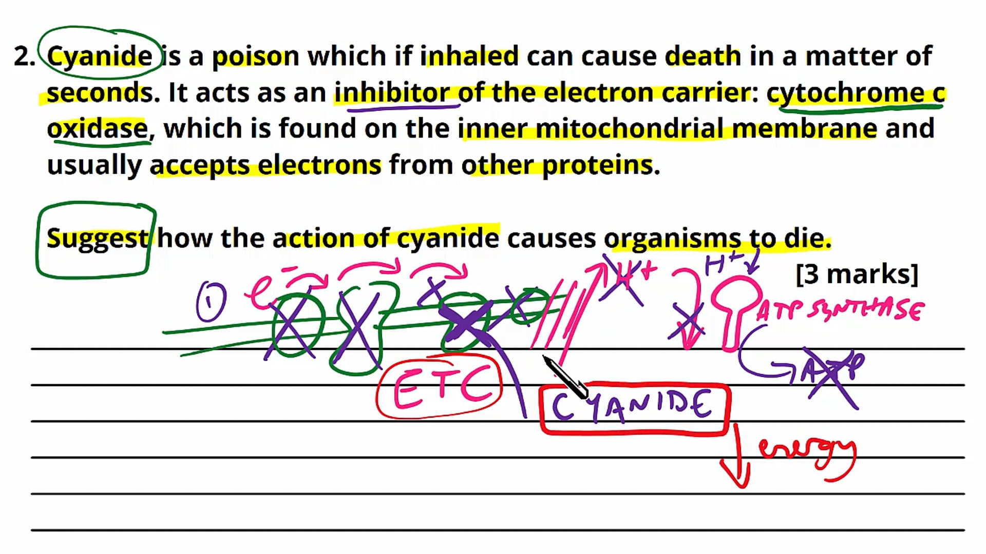 Oxidative Phosphorylation Exam Question