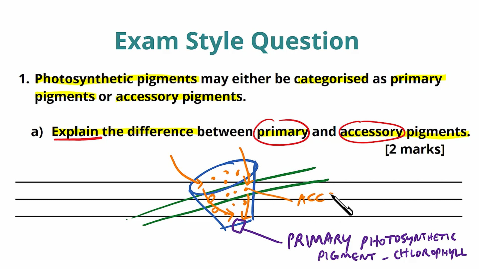 Photosynthesis and Photosystems Exam Question