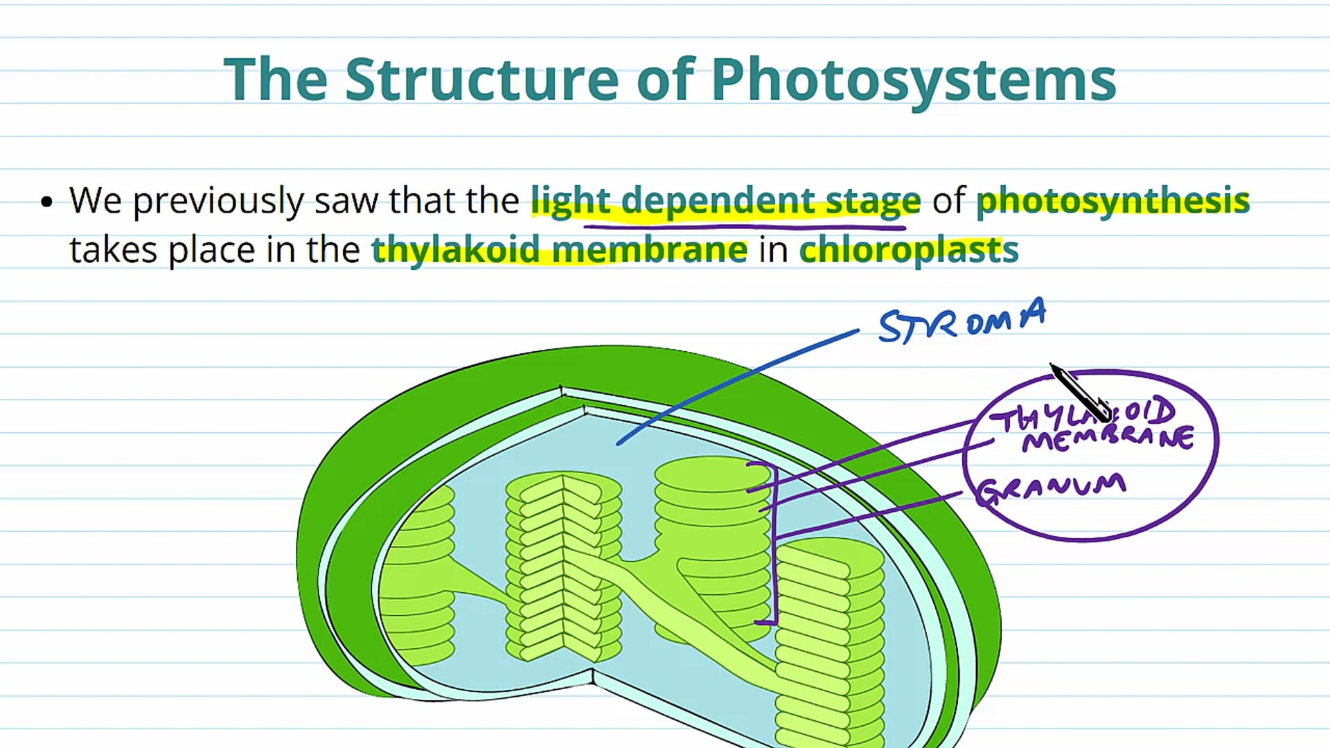 Photosystems and Photosynthetic Pigments