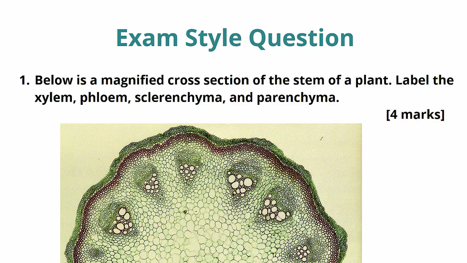 Plant Vasculature Exam Question