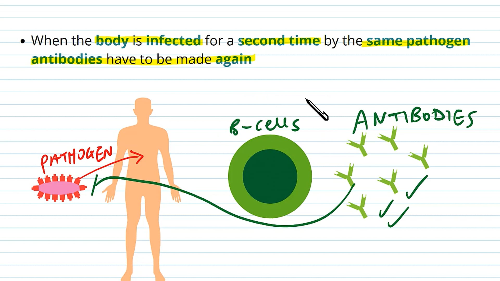 Primary and Secondary Immunity