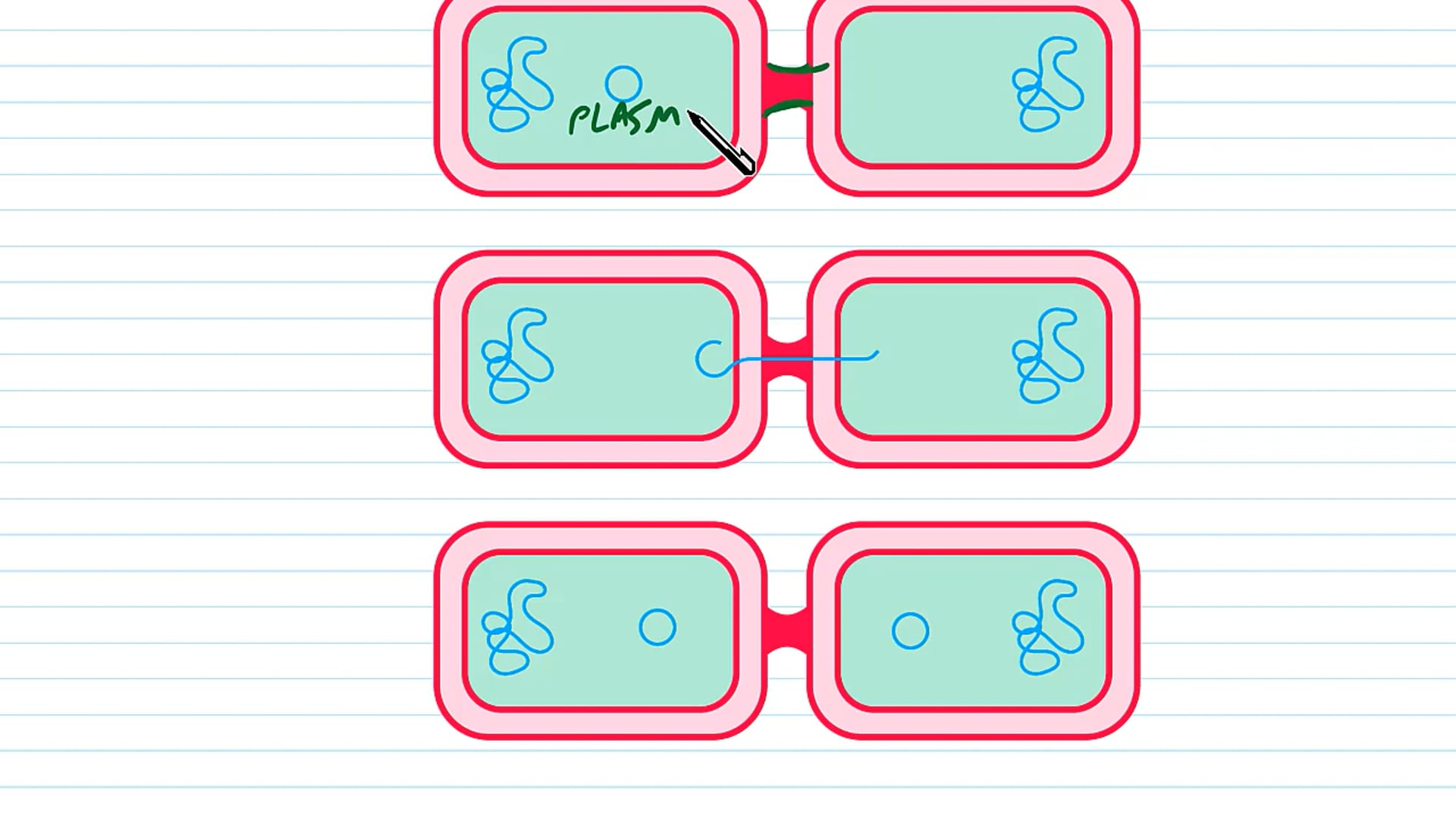 Prokaryotic DNA
