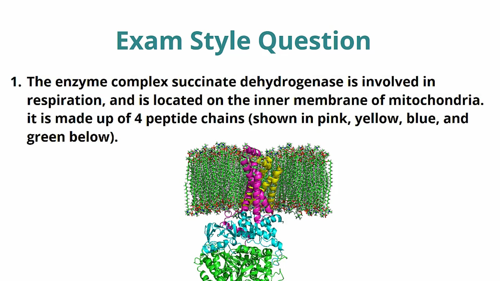 Protein Structure Exam Question