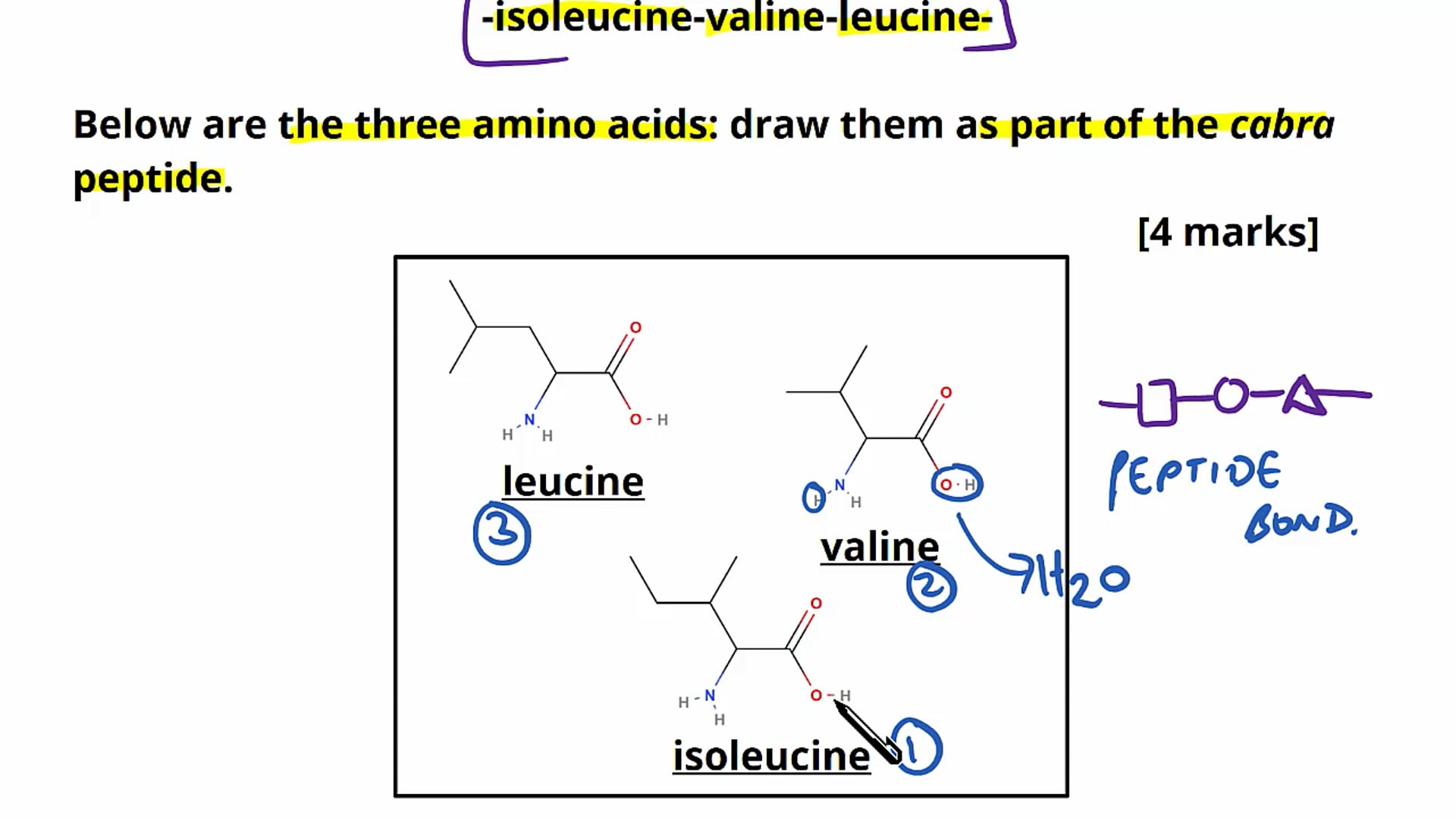 Proteins Exam Question