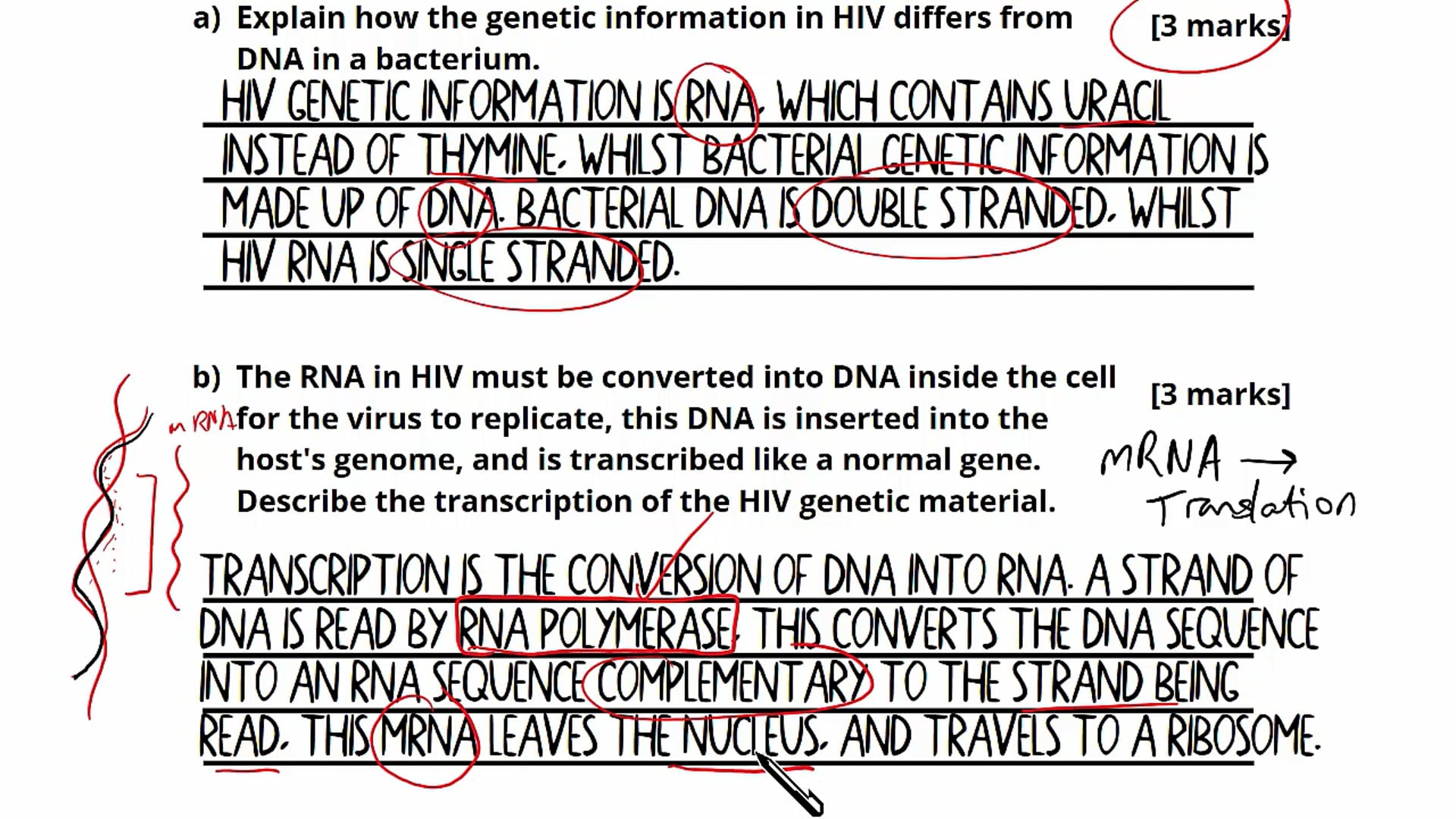 Question 1: DNA Replication