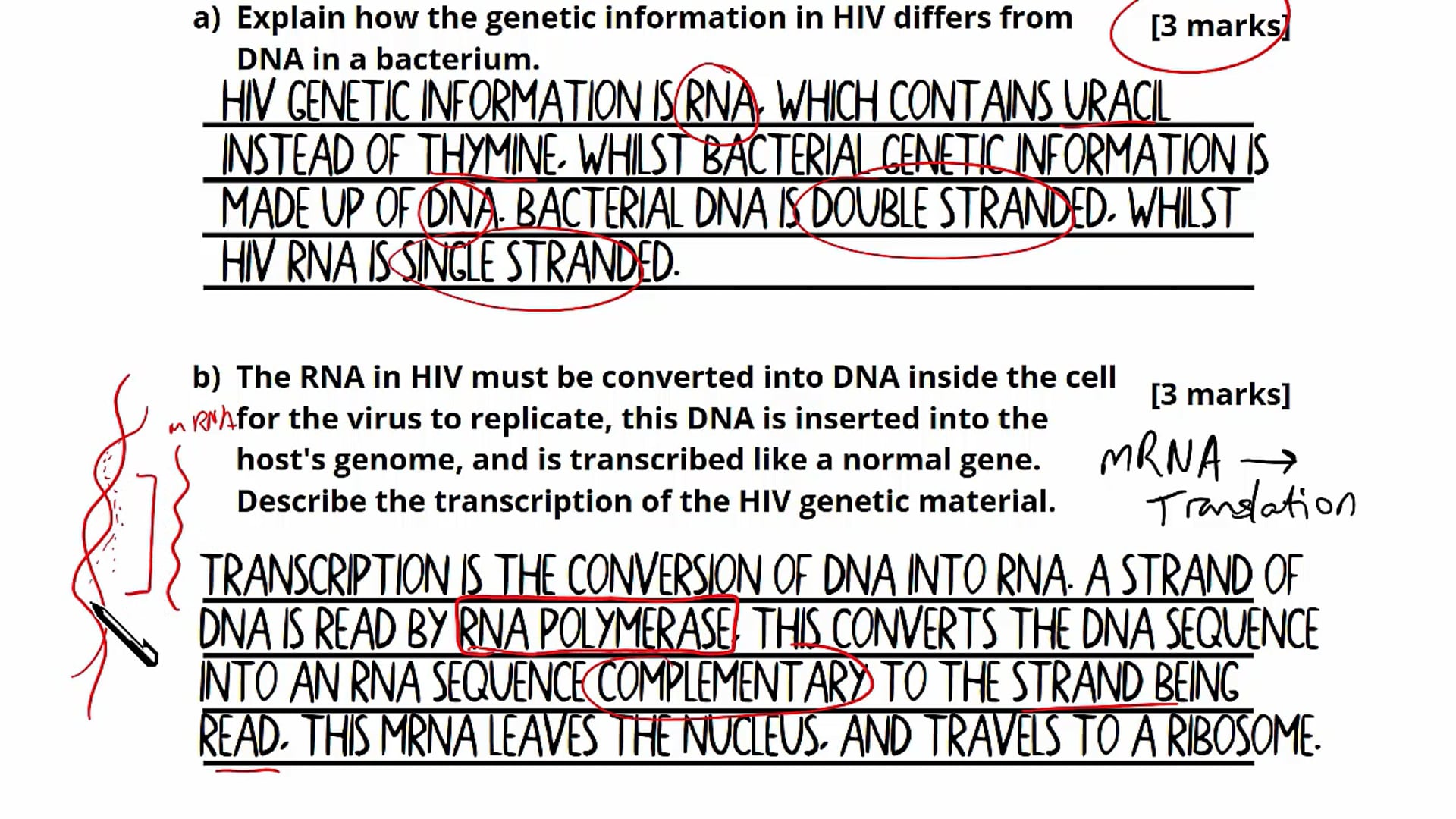 Question 1: DNA Replication HIV