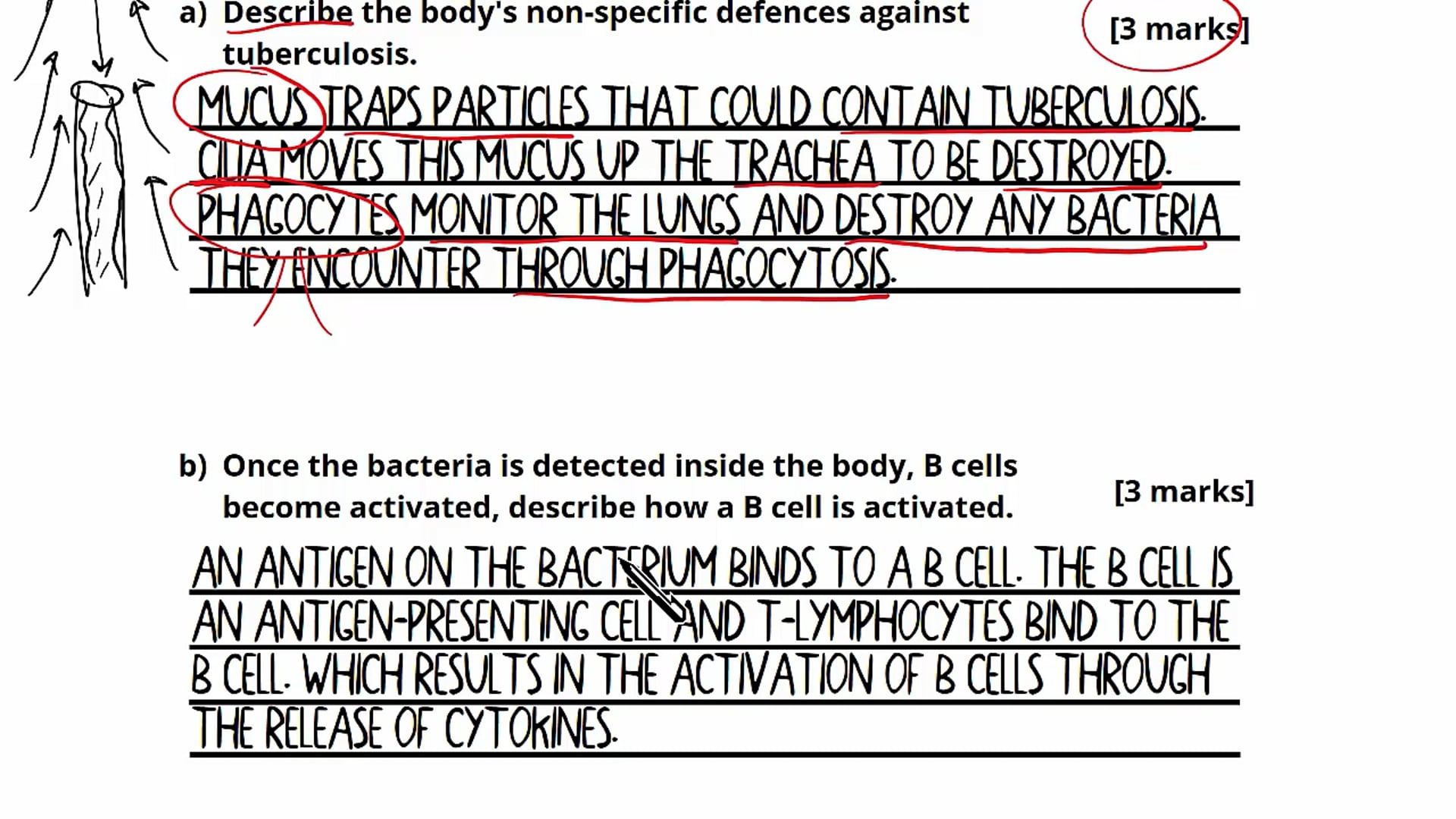 Question 1: Immunity