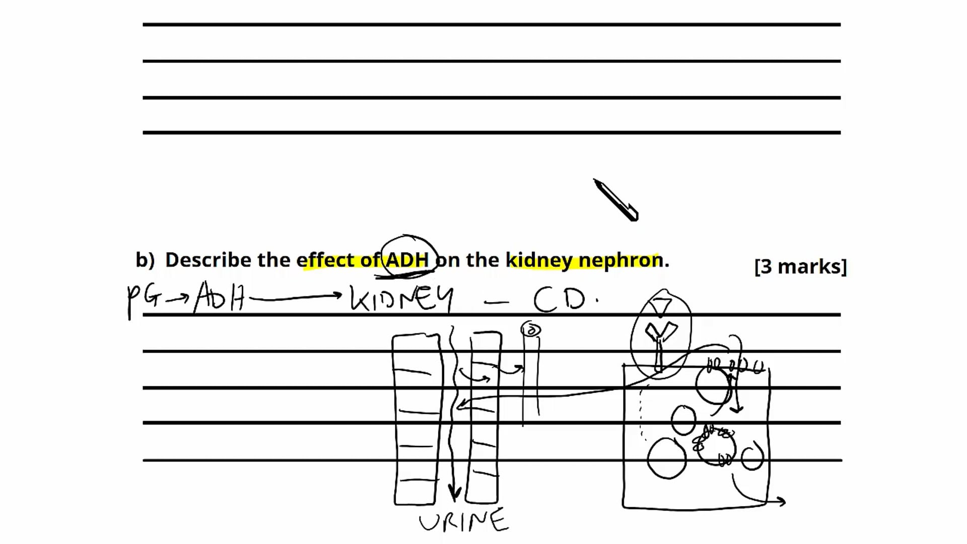 Question 18: Osmoregulation