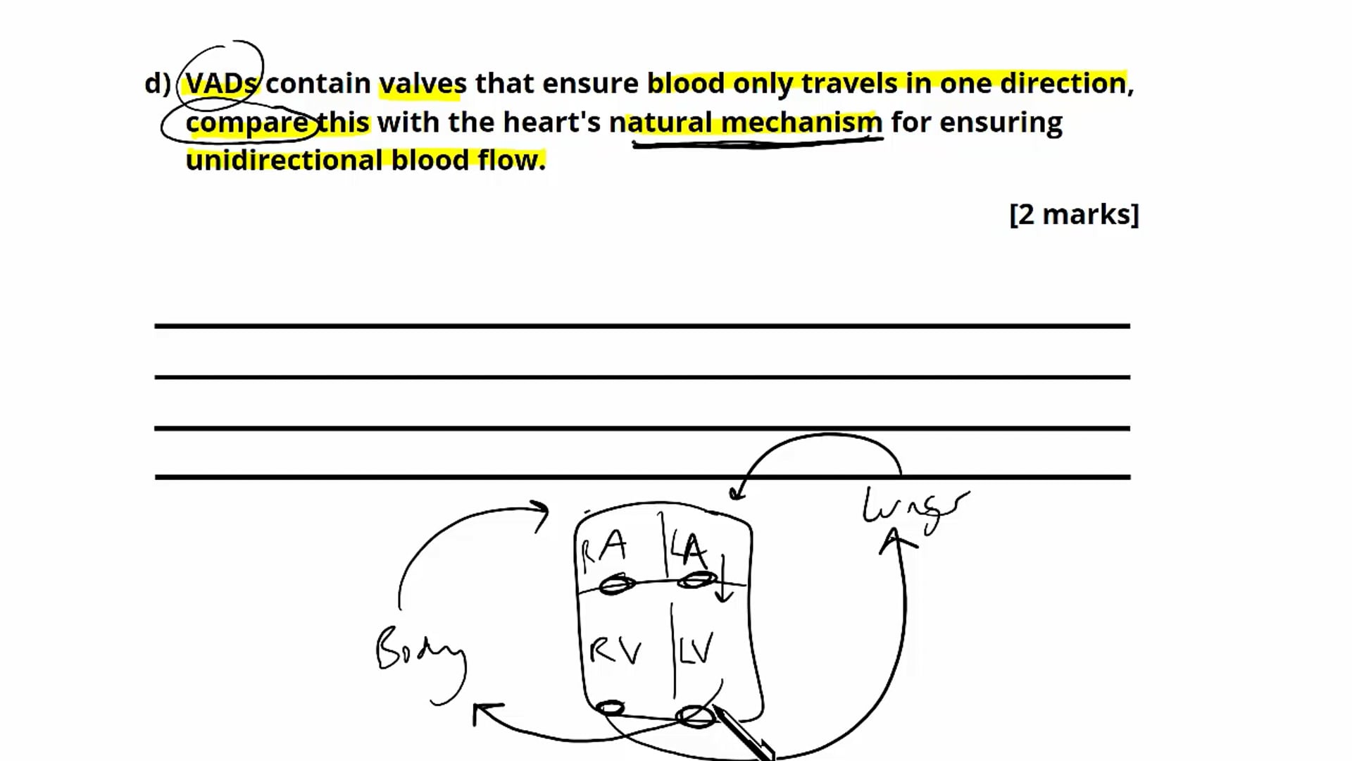 Question 5: Cardiac Function