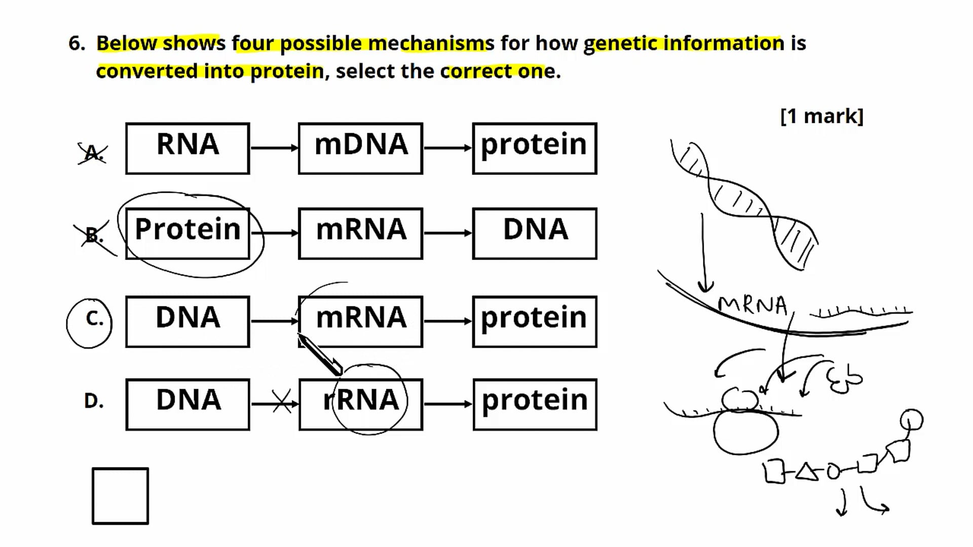 Question 6: Central Dogma
