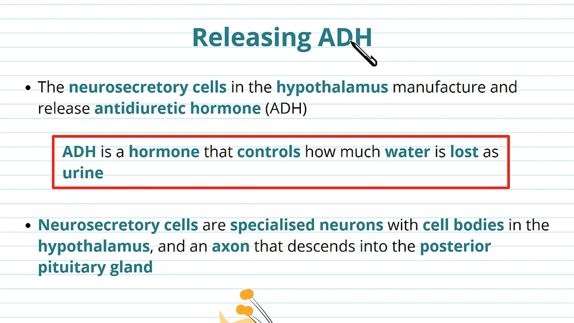 Releasing ADH