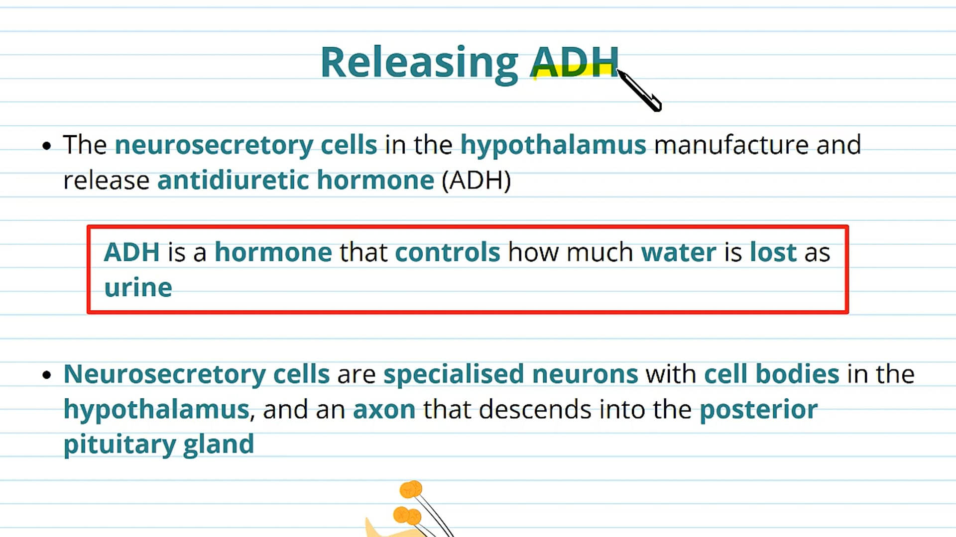 Releasing ADH