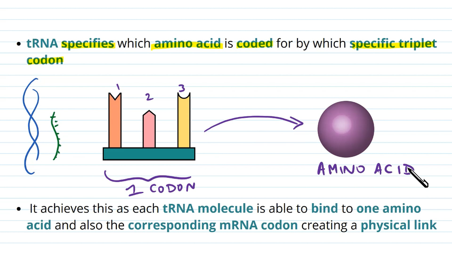 RNA in Translation