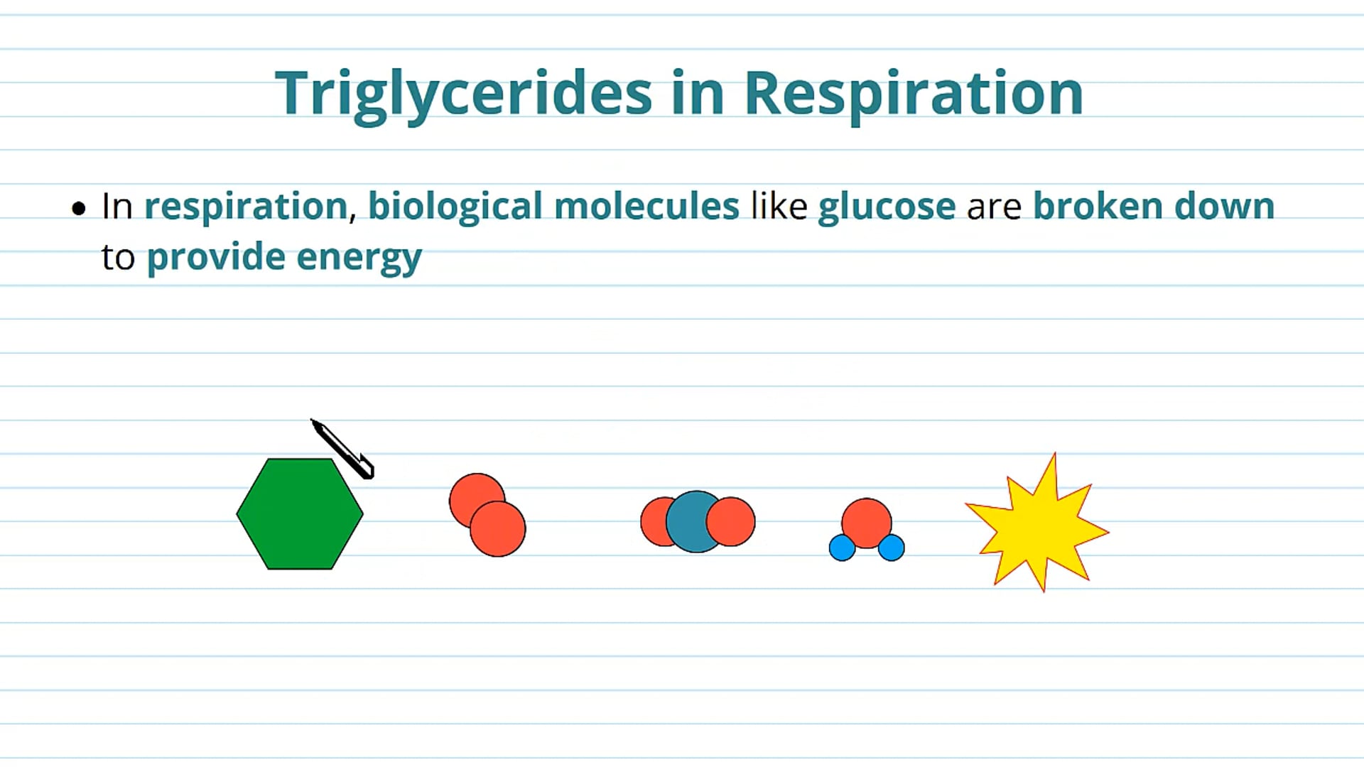 Roles of Triglycerides