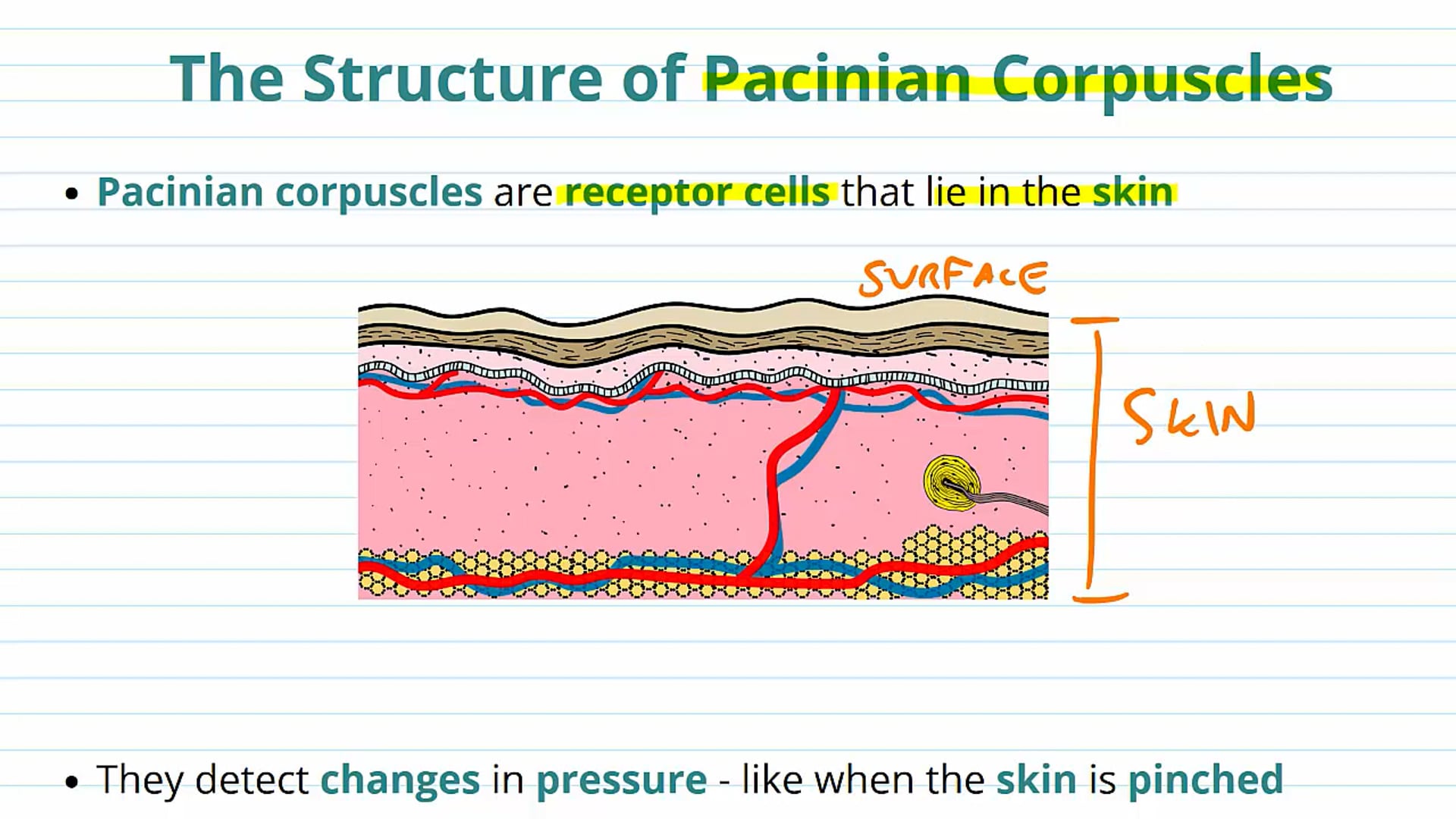Sensory Receptors