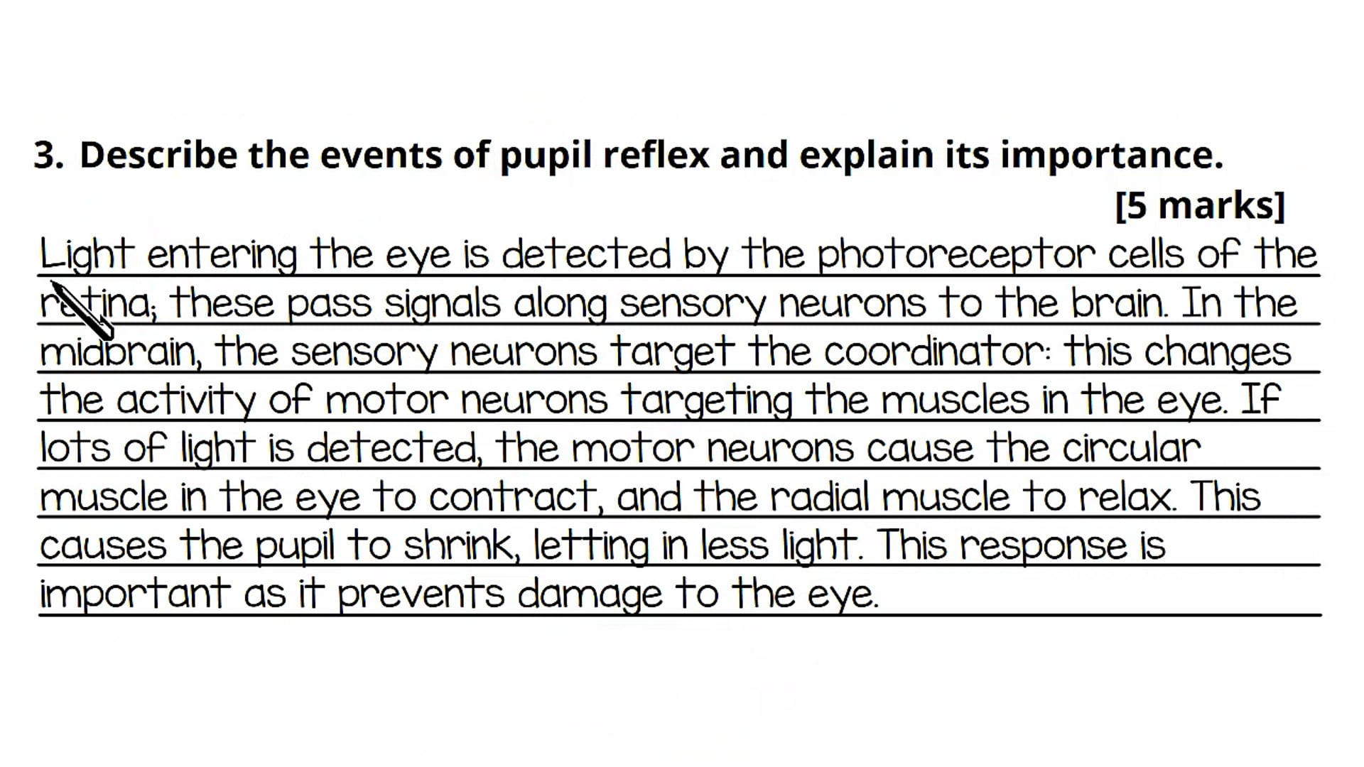 Simple Responses to Stimuli Exam Question