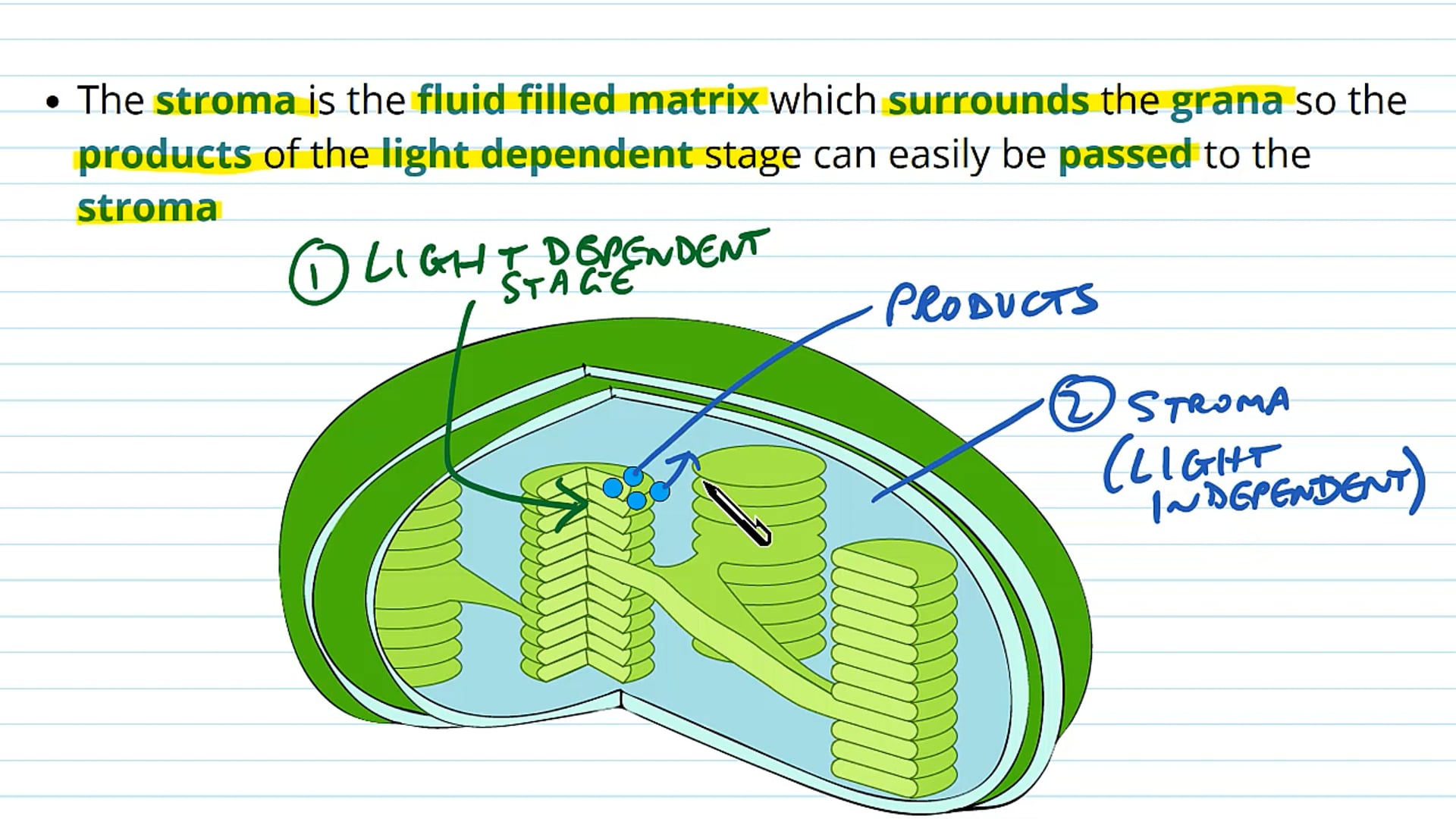 Sites of Photosynthesis