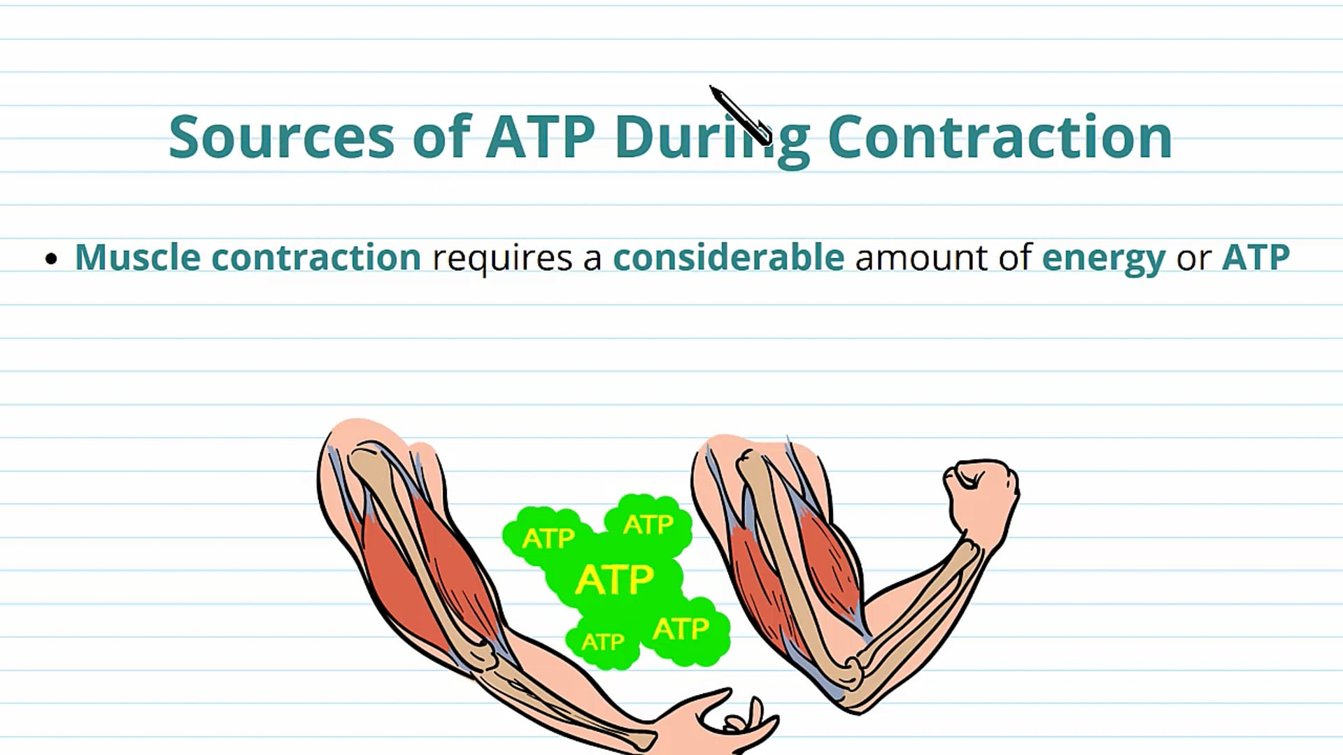 Sources of ATP During Contraction