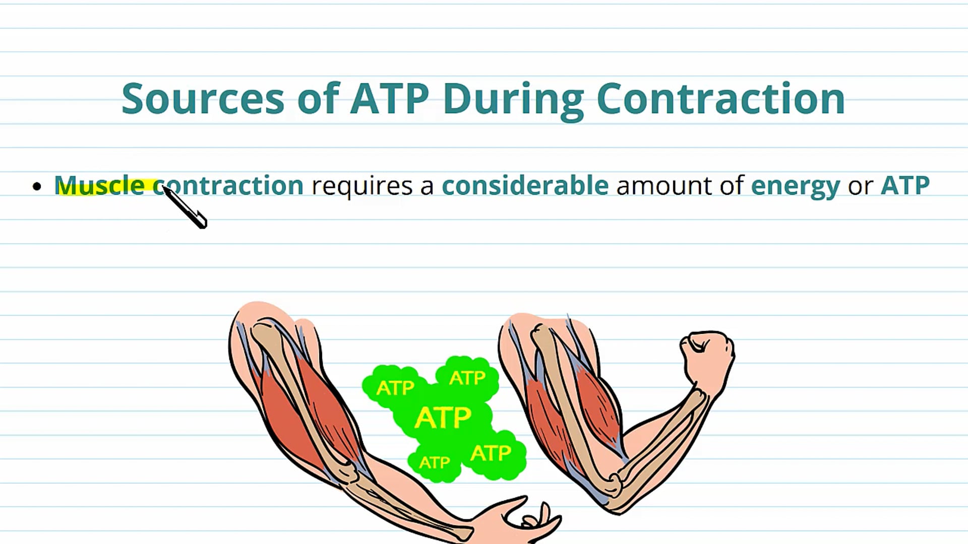 Sources of ATP During Contraction