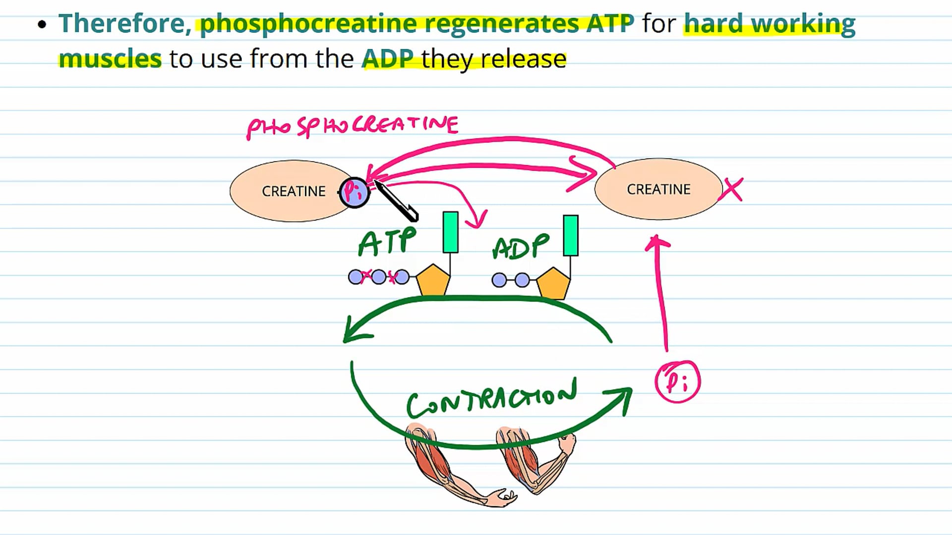 Sources of ATP During Contraction