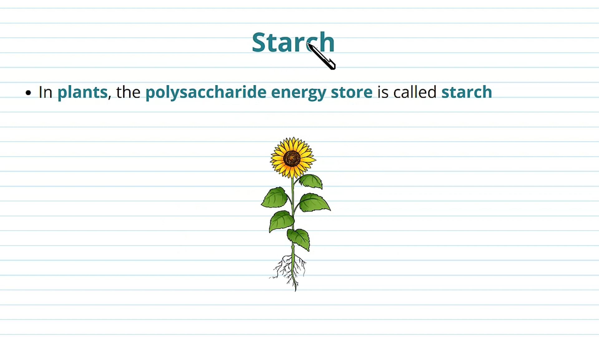 Starch and Glycogen
