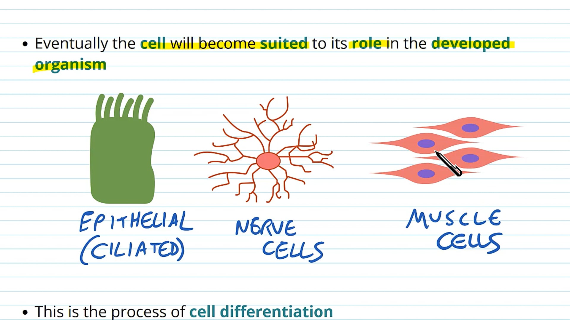 Stem Cells and Differentiation
