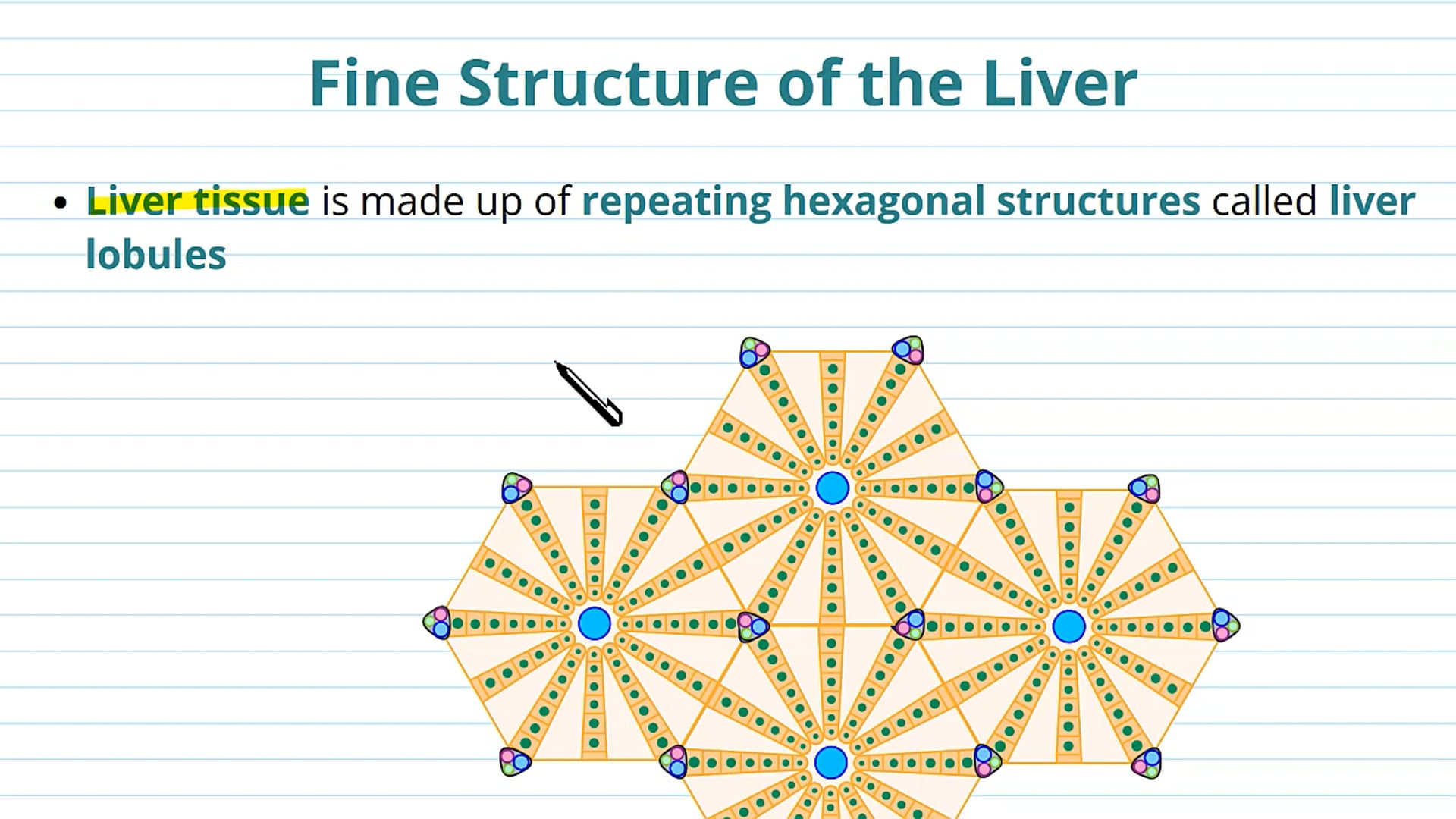 Structure of the Liver