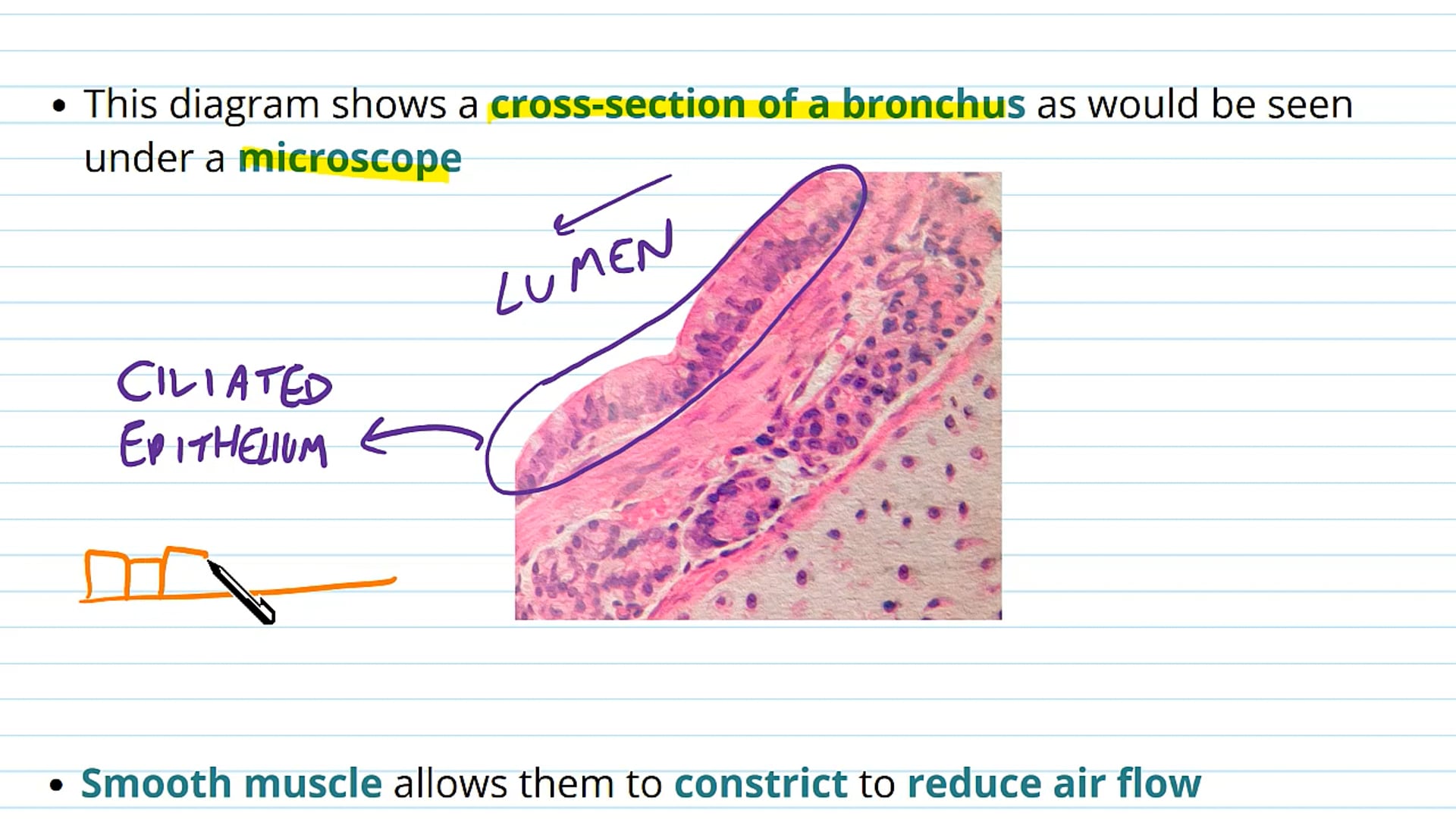 Structure of the Lungs