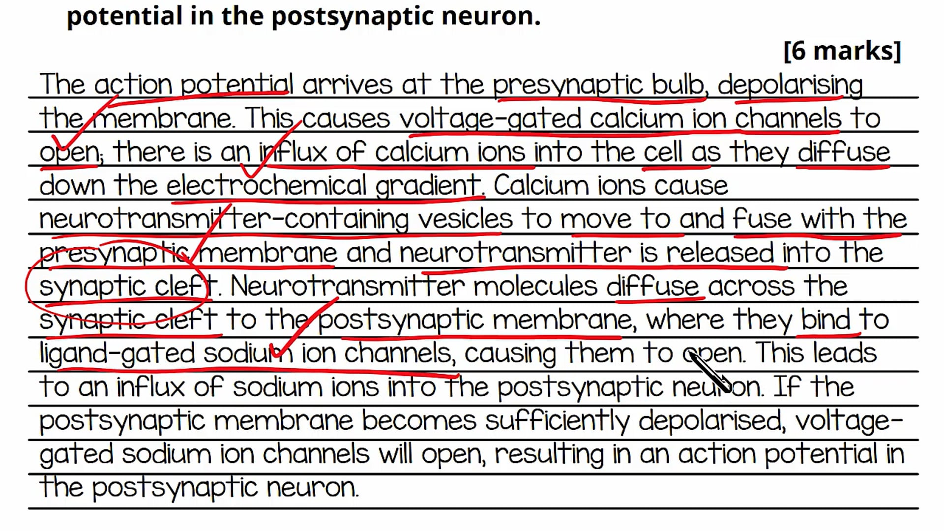 Synapses Exam Question