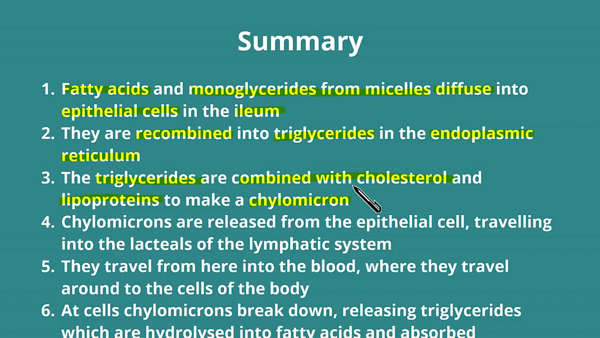 The Absorption of Lipids