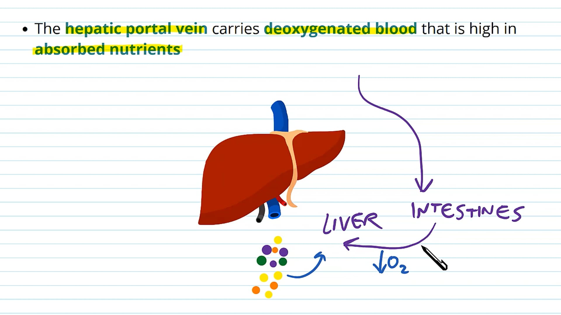 The Blood Vessels and Bile Duct of the Liver
