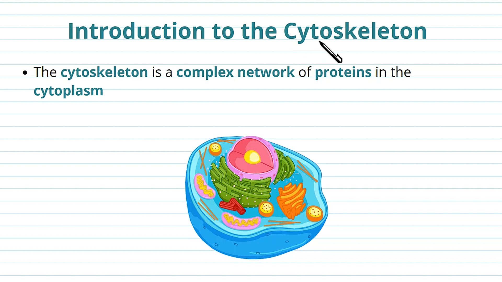 The Cytoskeleton: Microfilaments and Intermediate Filaments