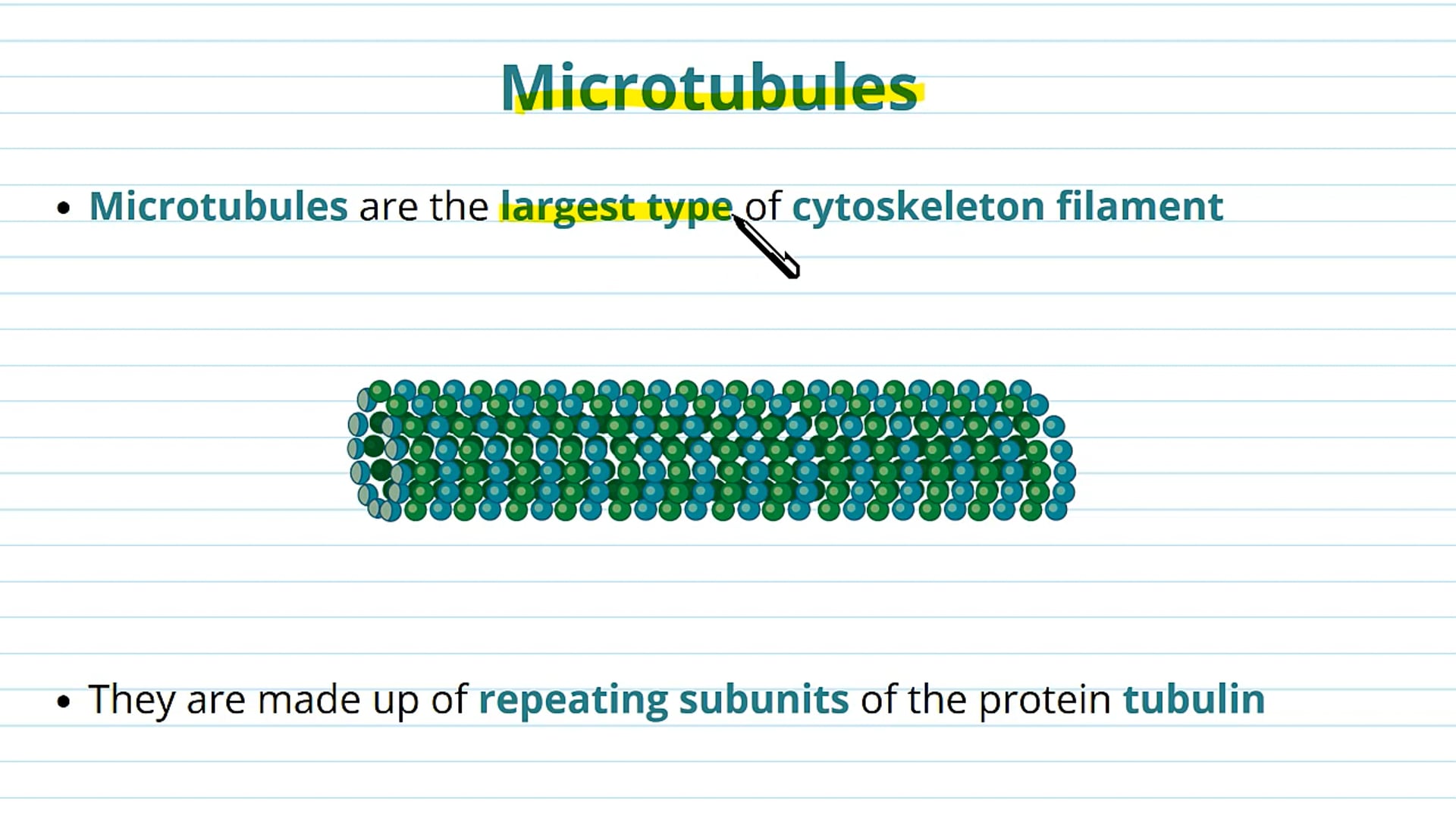 The Cytoskeleton: Microtubules