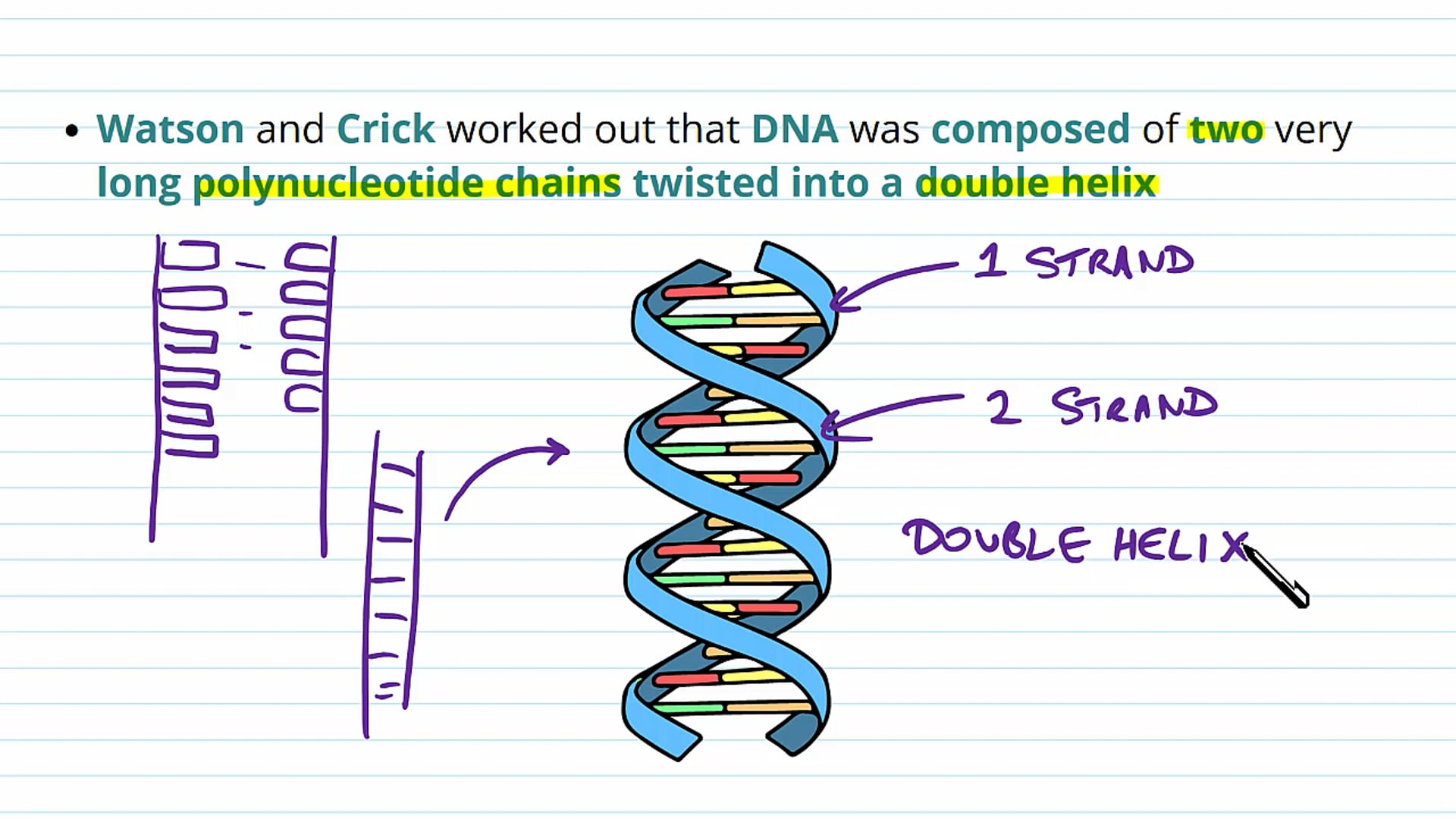 The DNA Double Helix