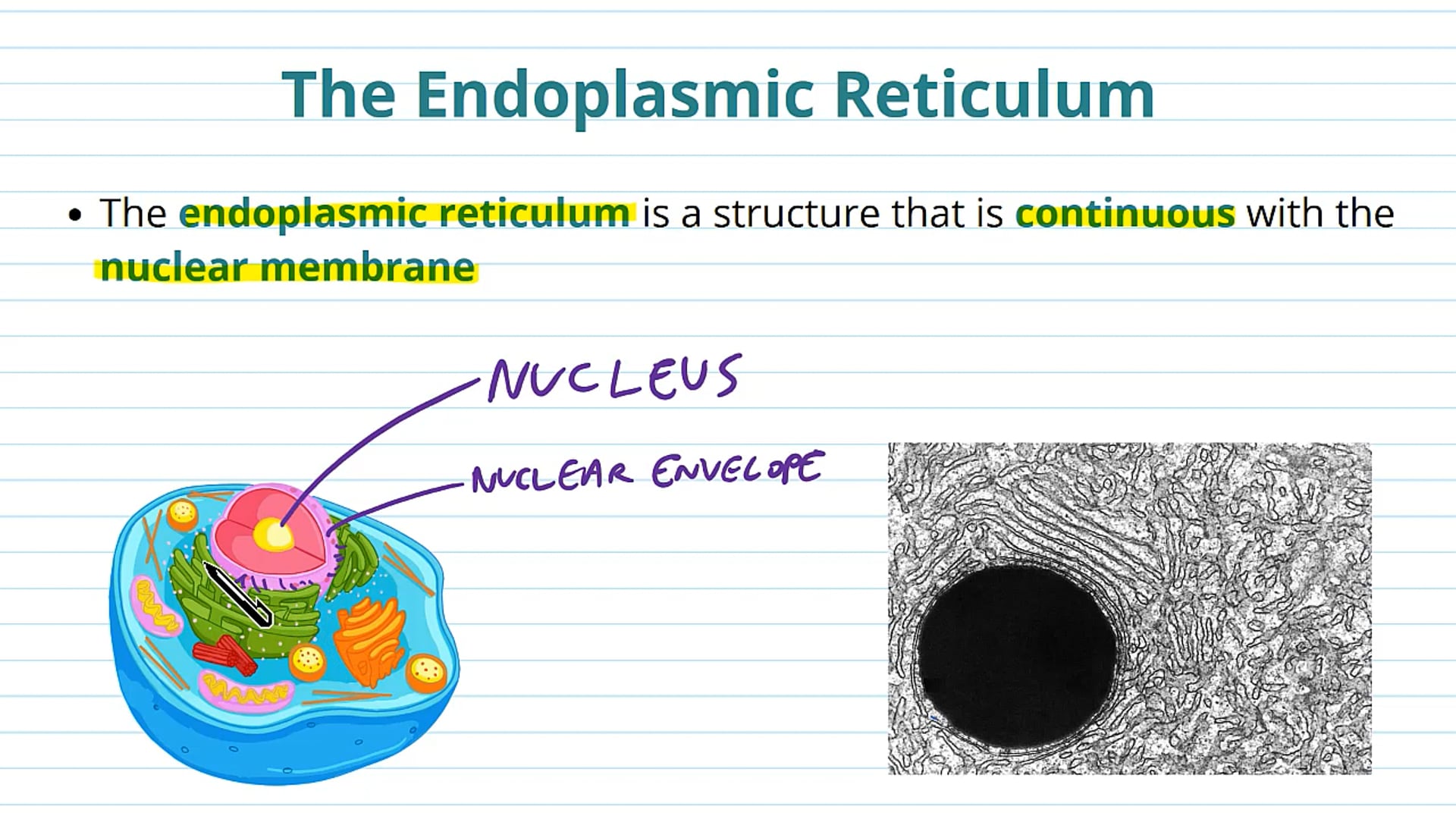 The Endoplasmic Reticulum