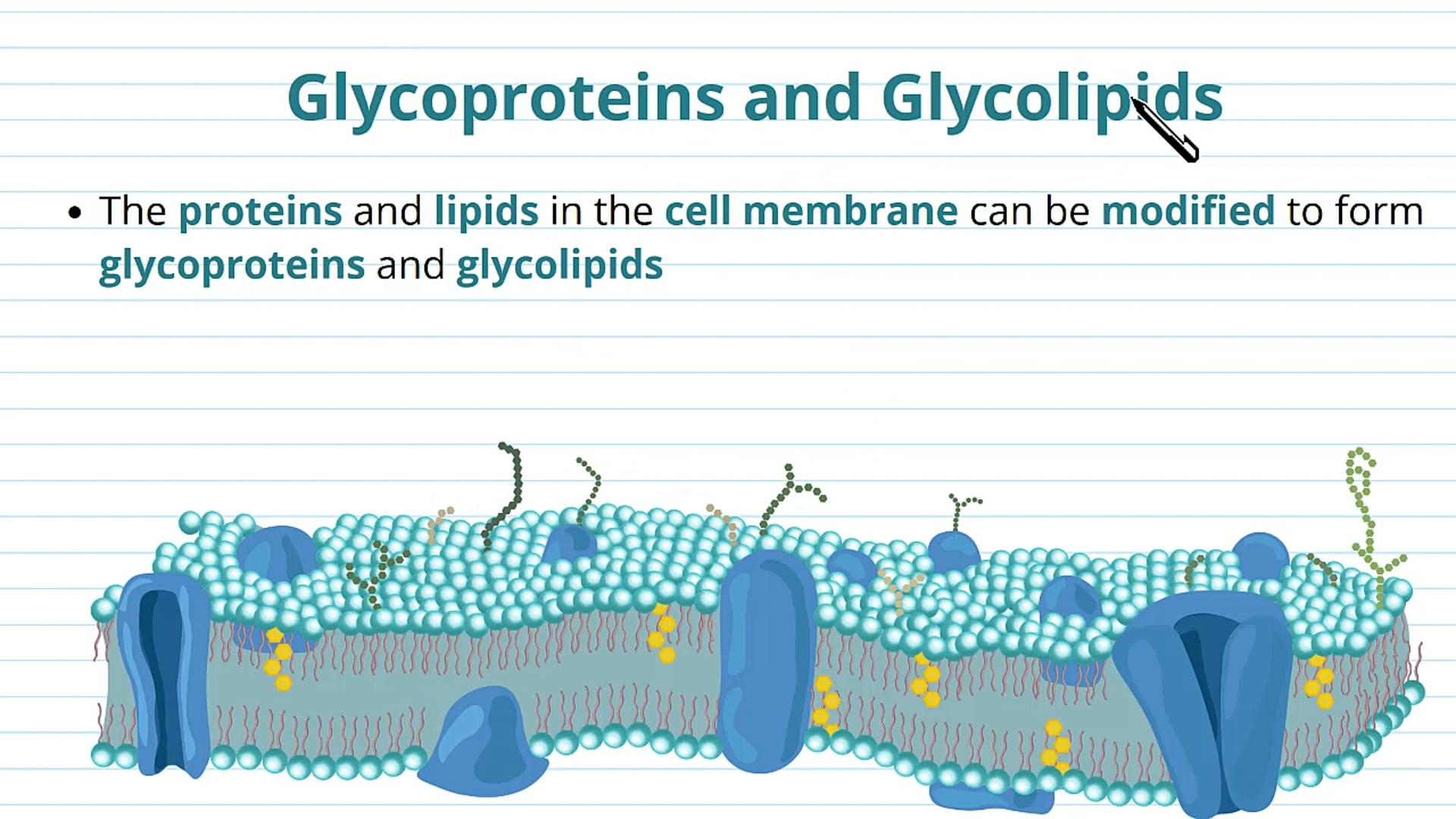 The Fluid Mosaic Model: Glycoproteins, Glycolipids and Cholesterol