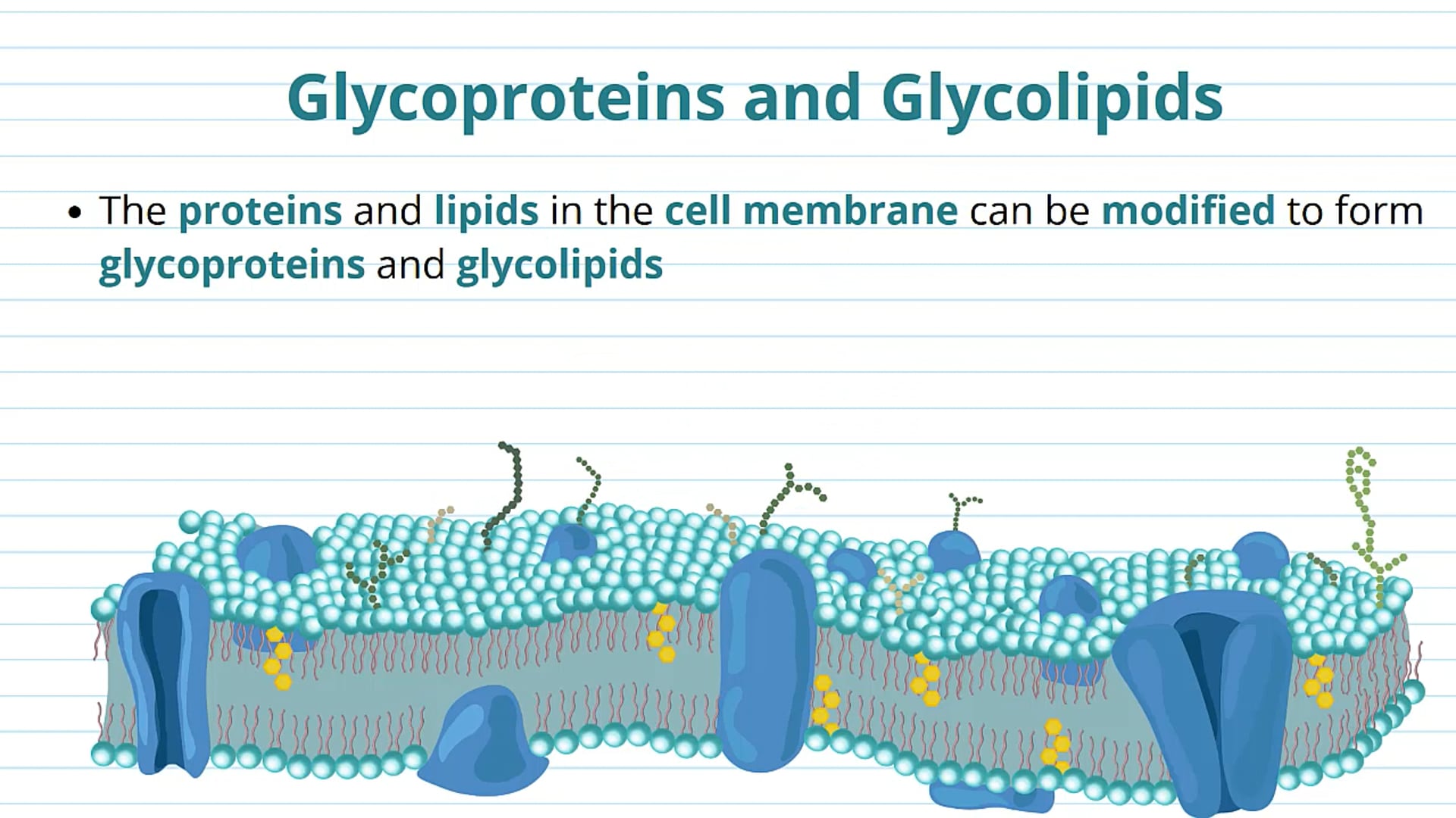 The Fluid Mosaic Model: Glycoproteins, Glycolipids and Cholesterol