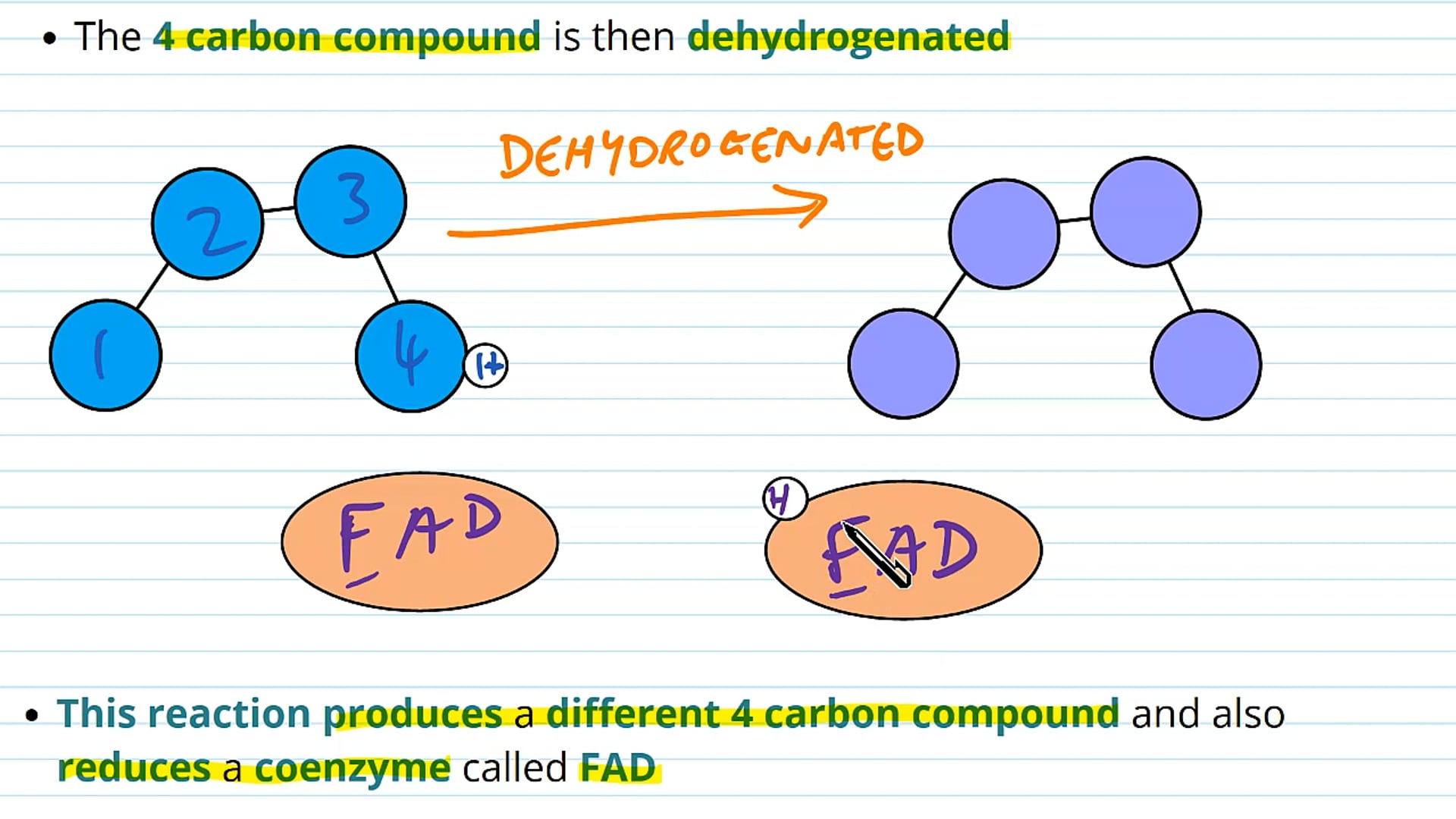 The Krebs Cycle