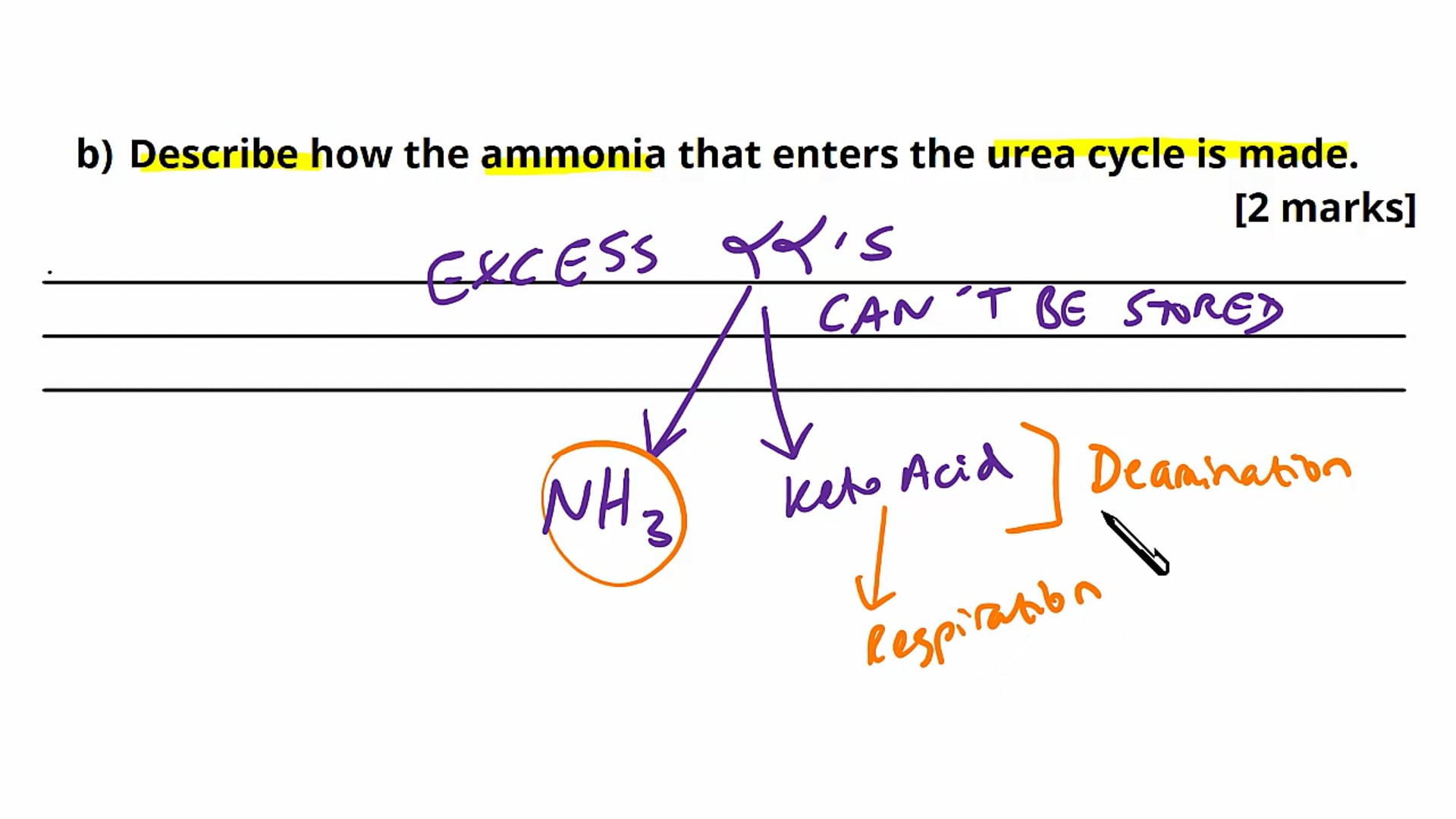 The Liver Exam Question