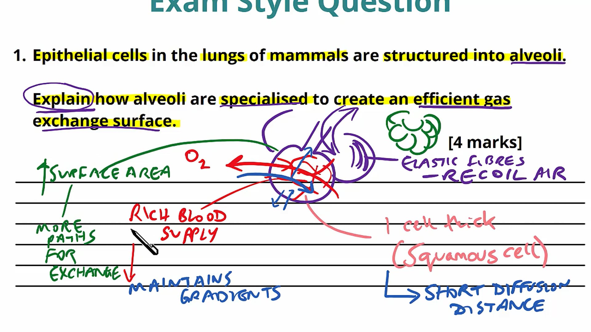 The Lungs Exam Question