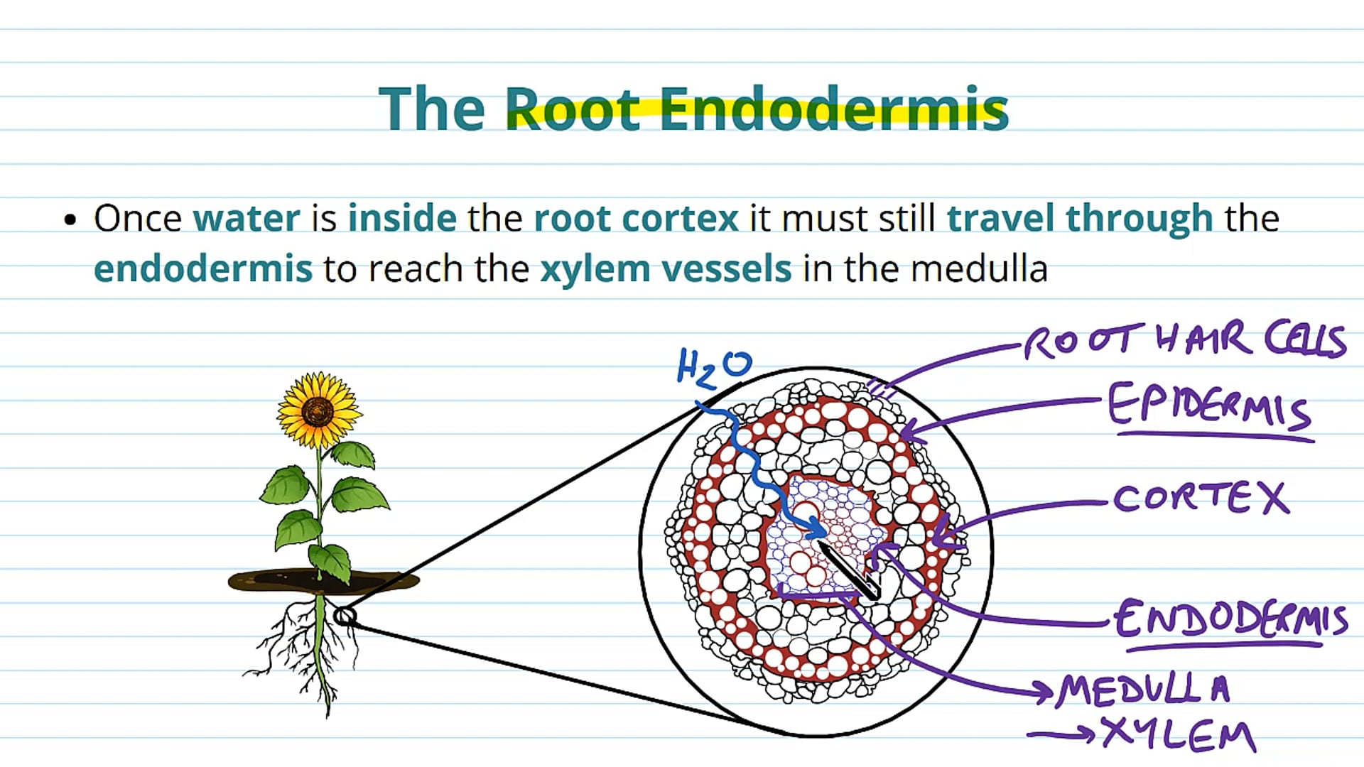 The Movement of Water into the Roots and Xylem