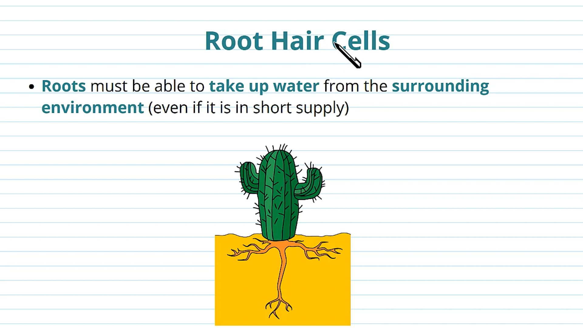 The Movement of Water into the Roots and Xylem