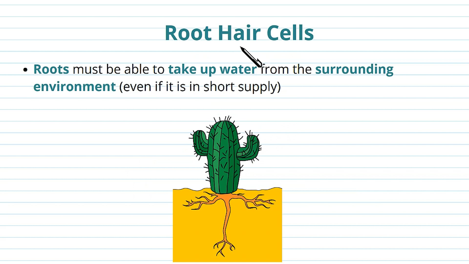 The Movement of Water into the Roots and Xylem