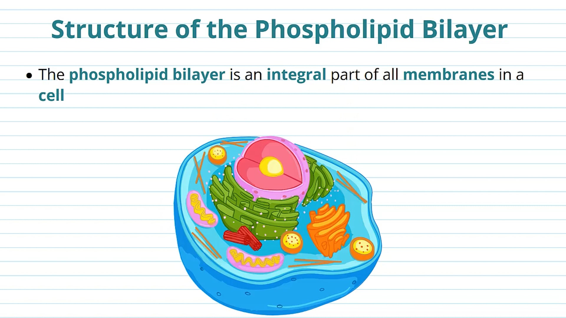 The Phospholipid Bilayer