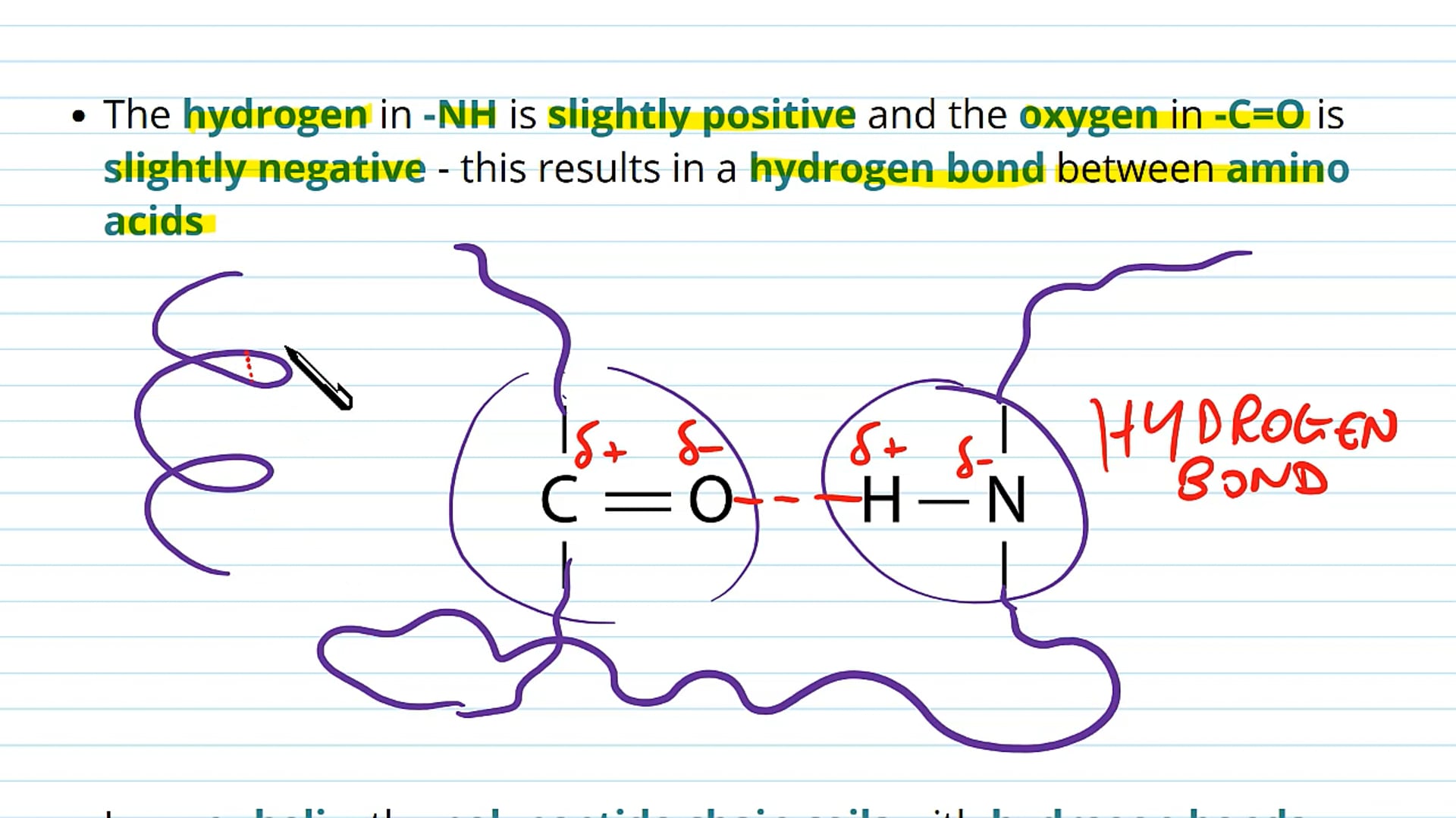 The Primary and Secondary Structure of Proteins